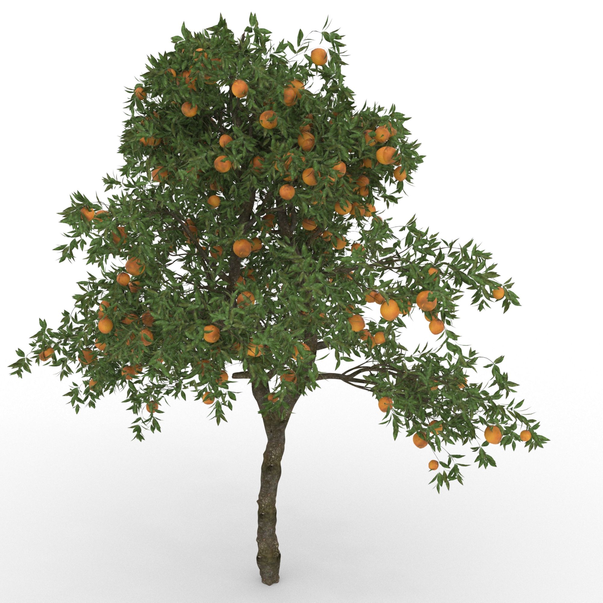 orange tree (Citrus  sinensis) 3d model