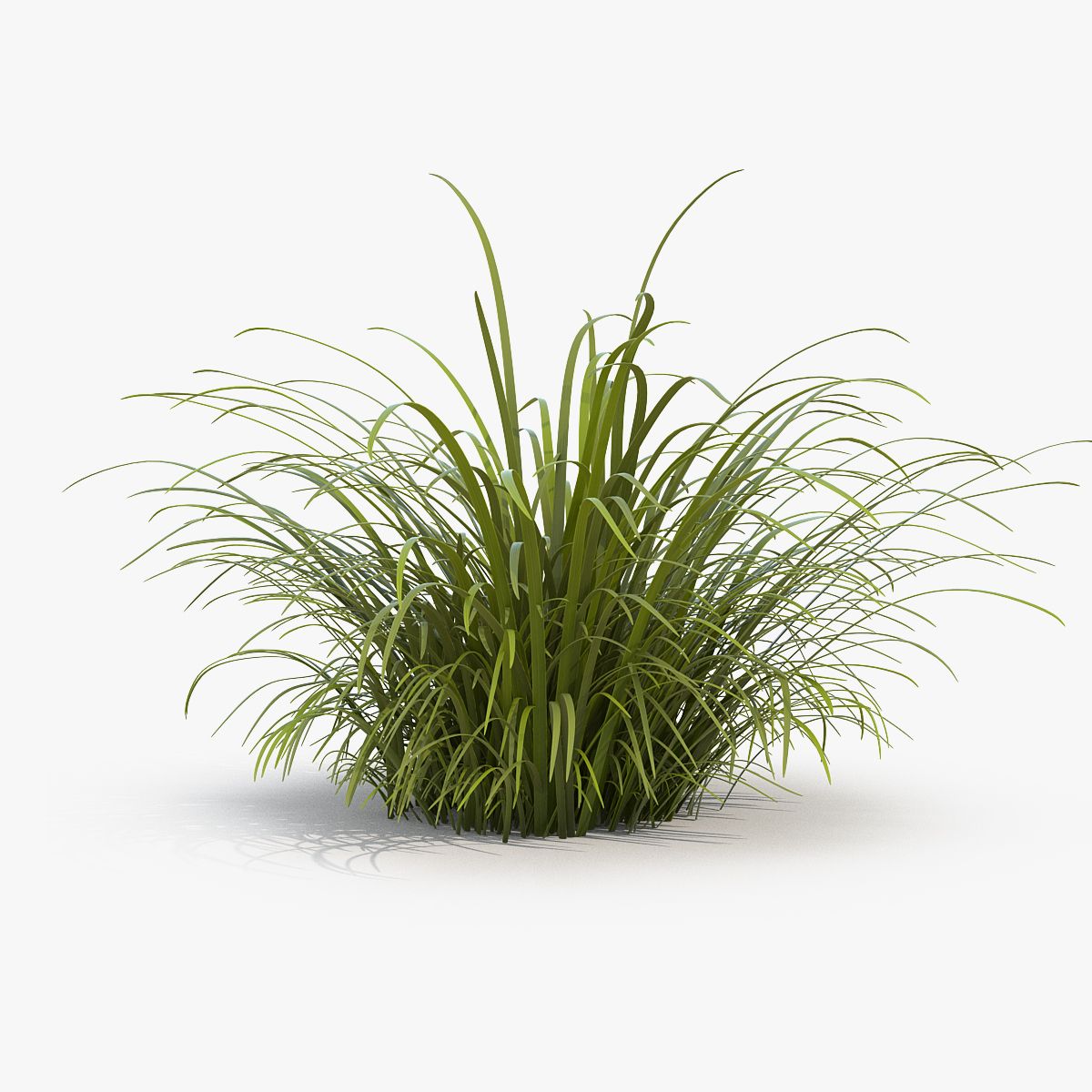 Herbes hautes sauvages 3d model