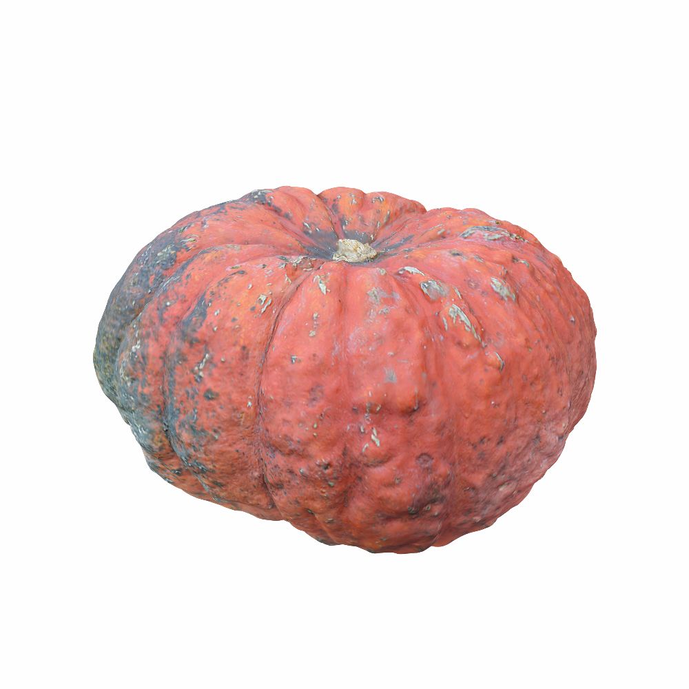 Zucca (4) 3d model