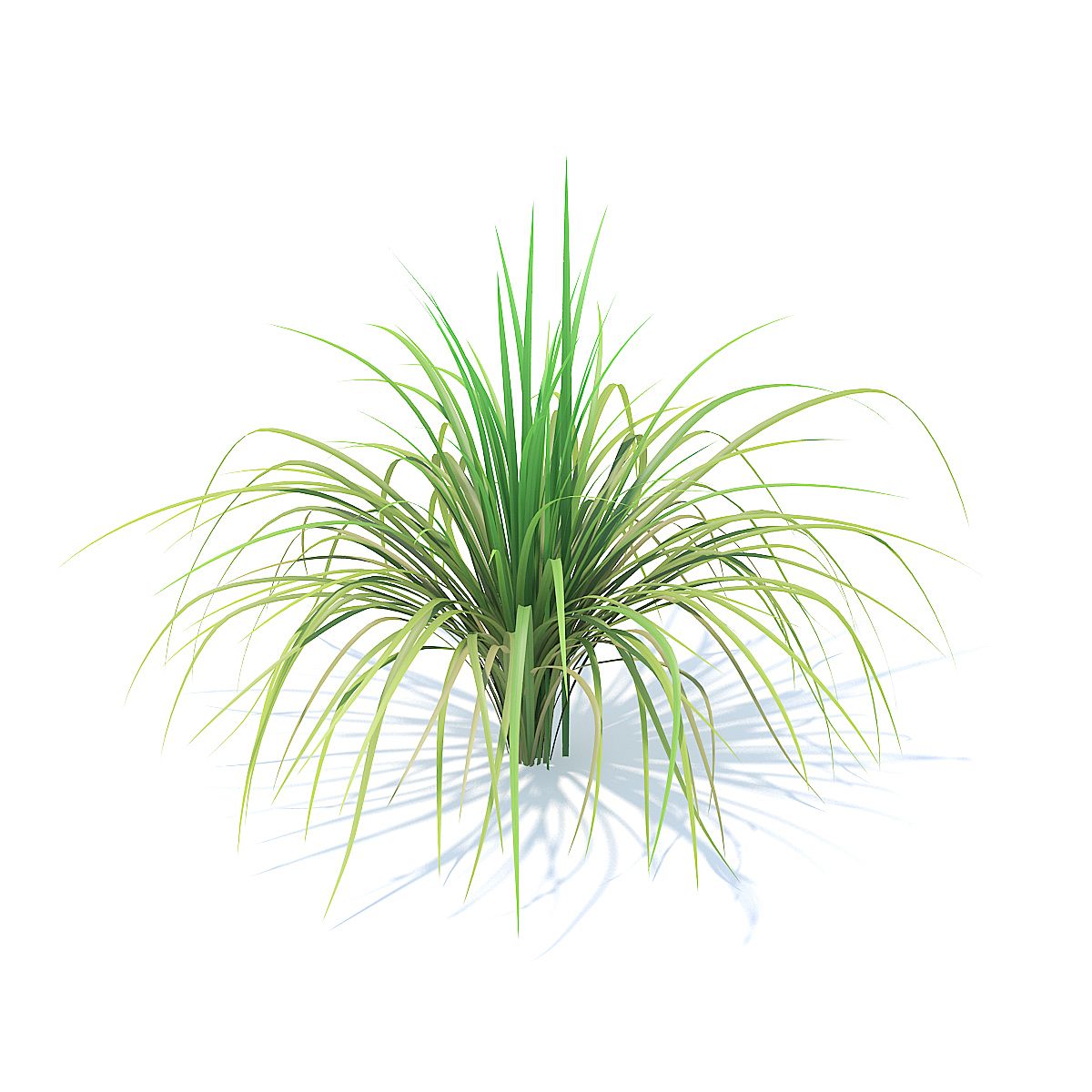 Tall Grass 3D Model 3d model