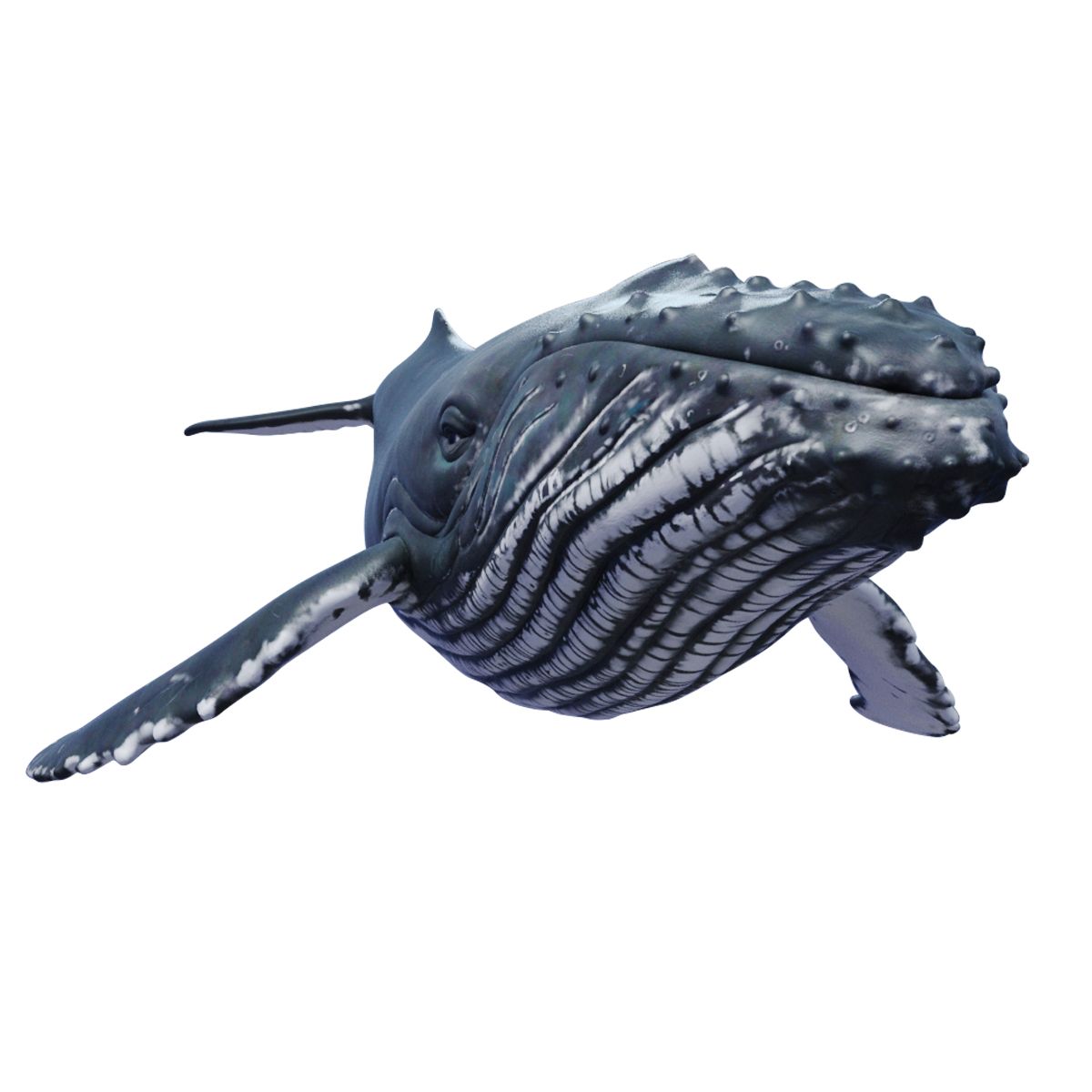 Humpback Whale 3d model