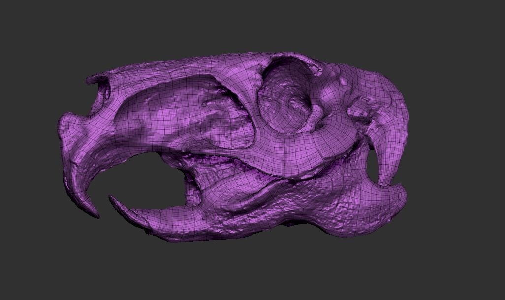 Animal Skull royalty-free 3d model - Preview no. 2