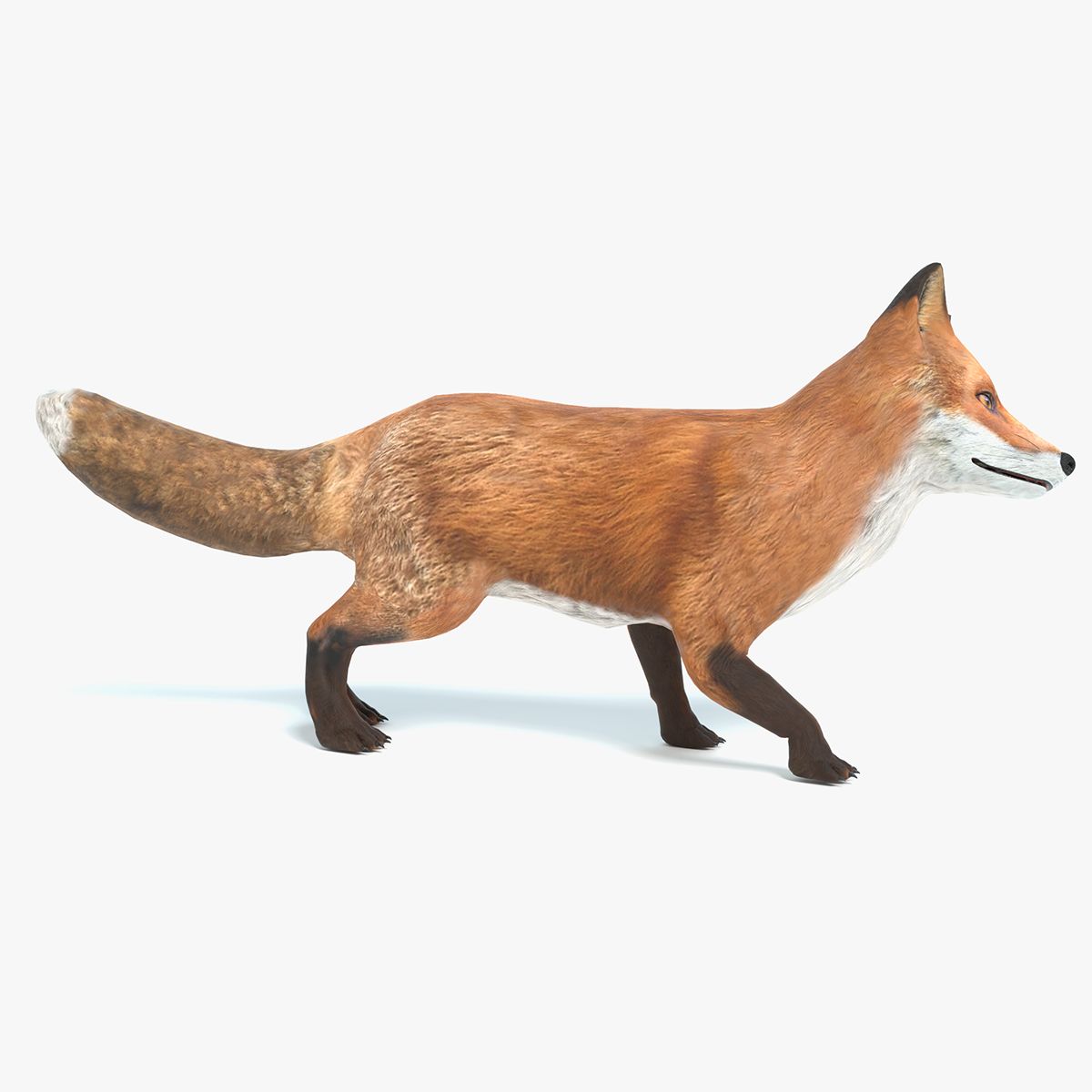 Fox Animated 3d model