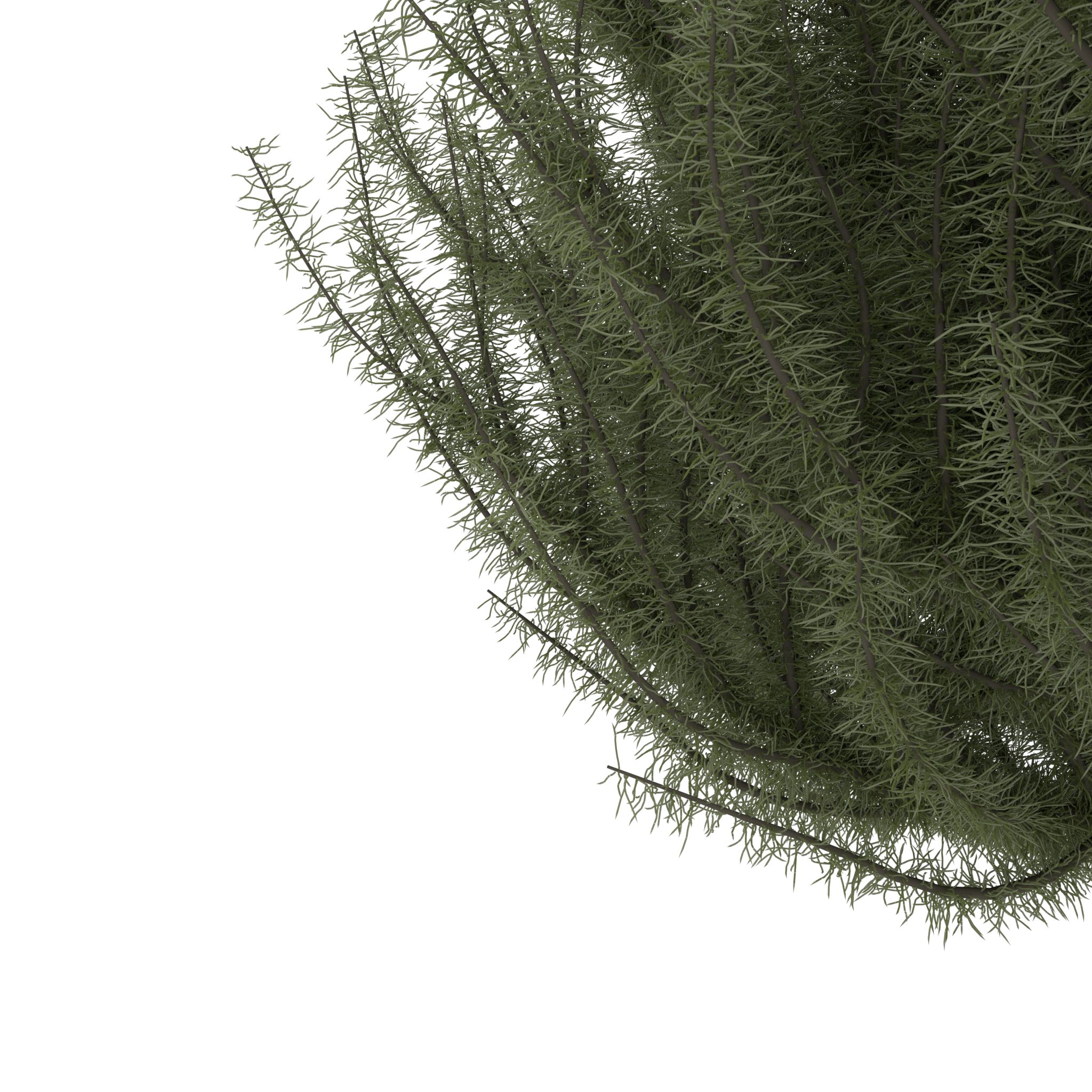 Pine tree royalty-free 3d model - Preview no. 2