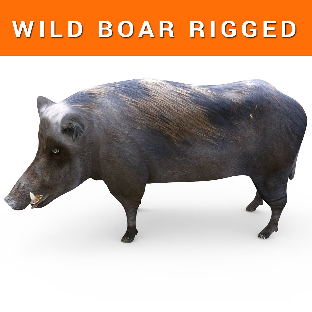 Wild Boar Rigged 3d model