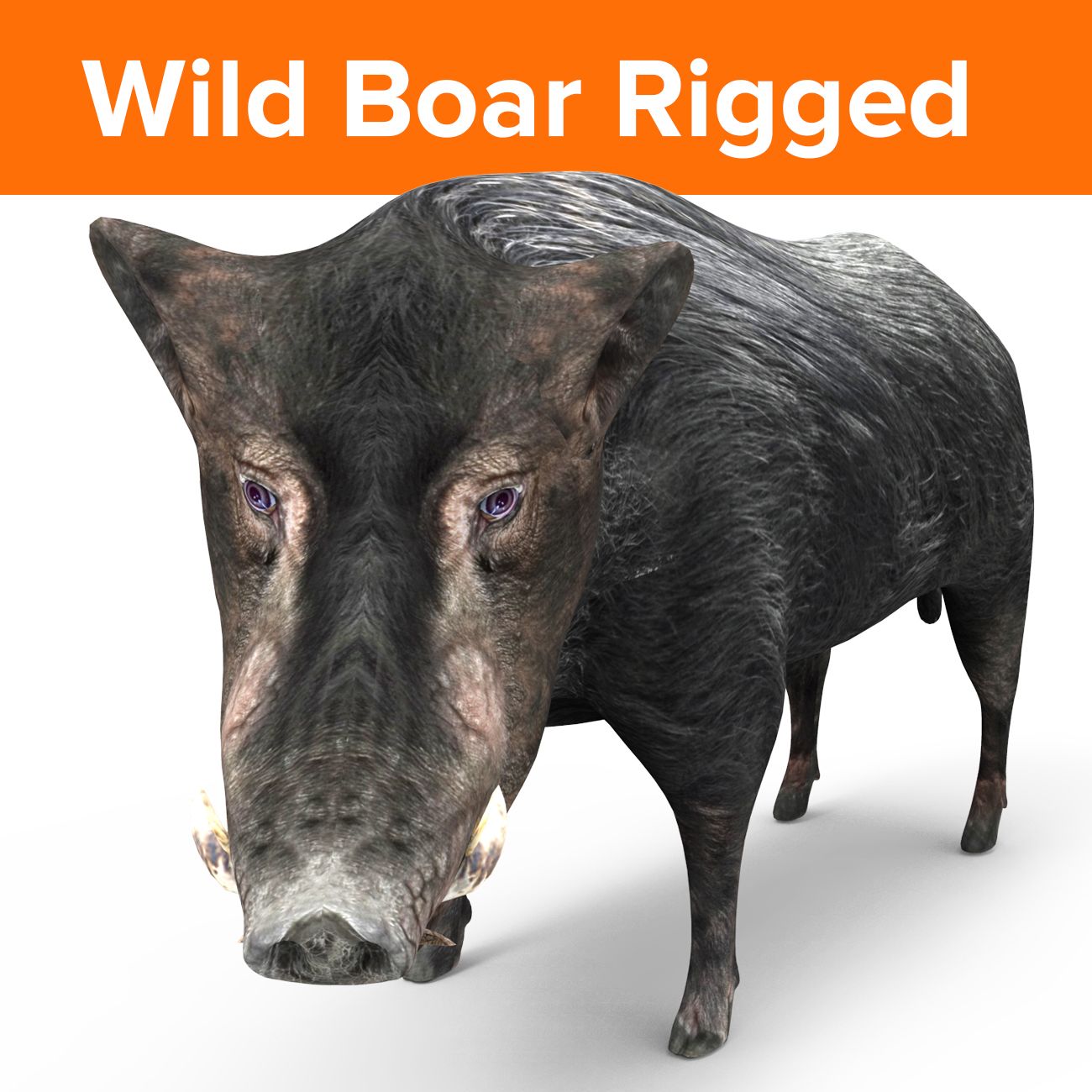 Wild Boar Black Rigged 3d model