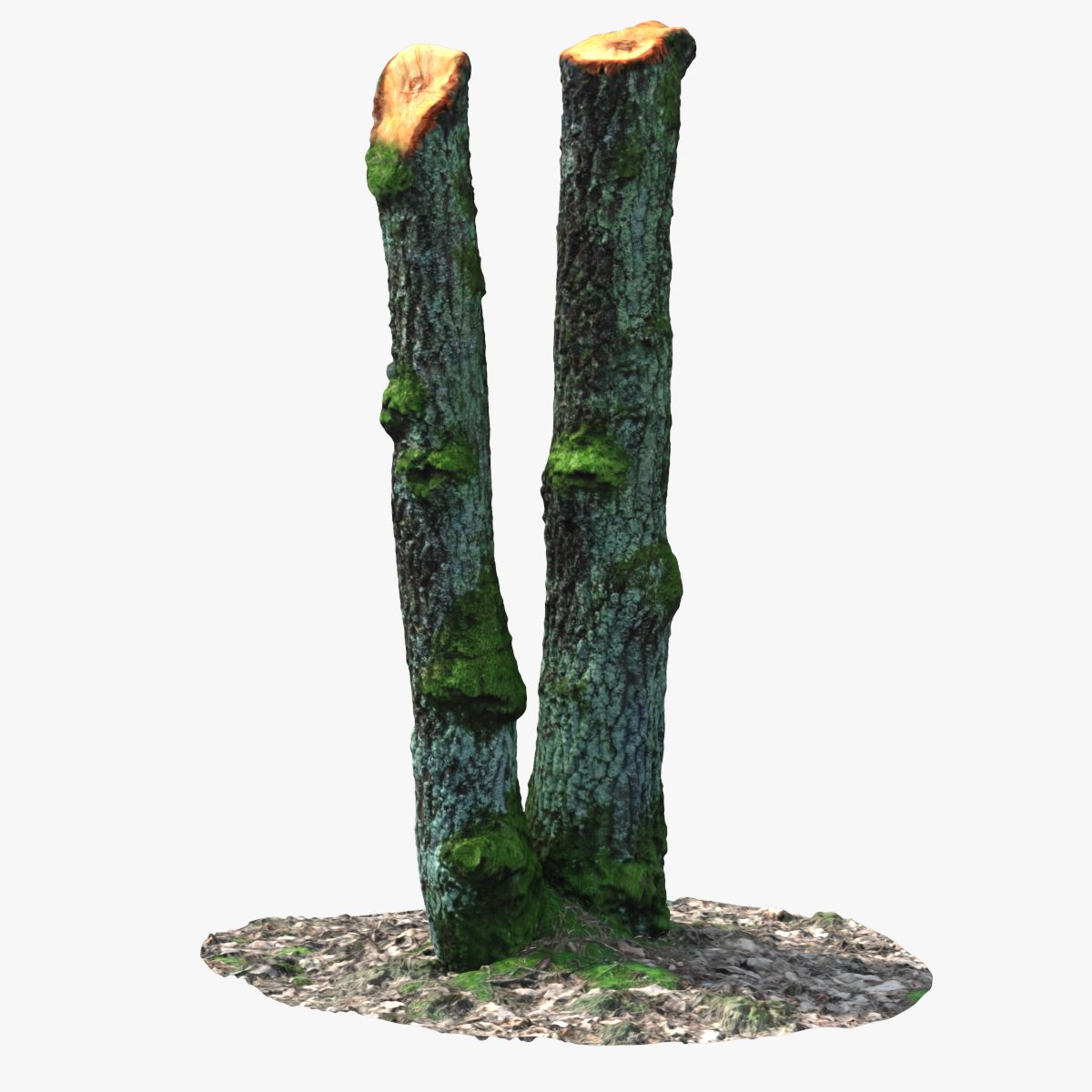 Albero di scansione 1 3d model