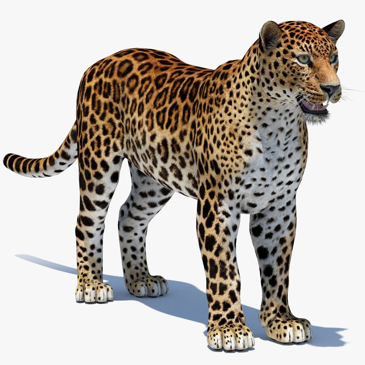 Amur Leopard 3d model