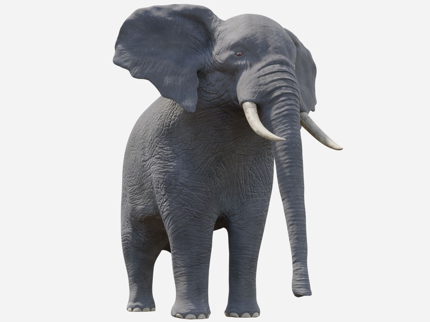 Elefante africano - Loxodonta Africana 3d model