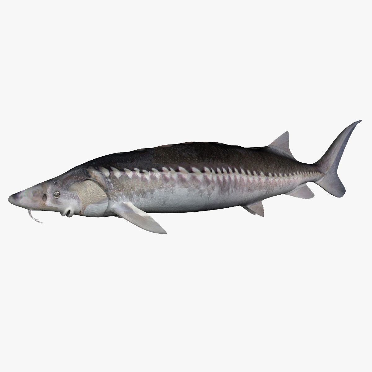 Sturgeon 3d model