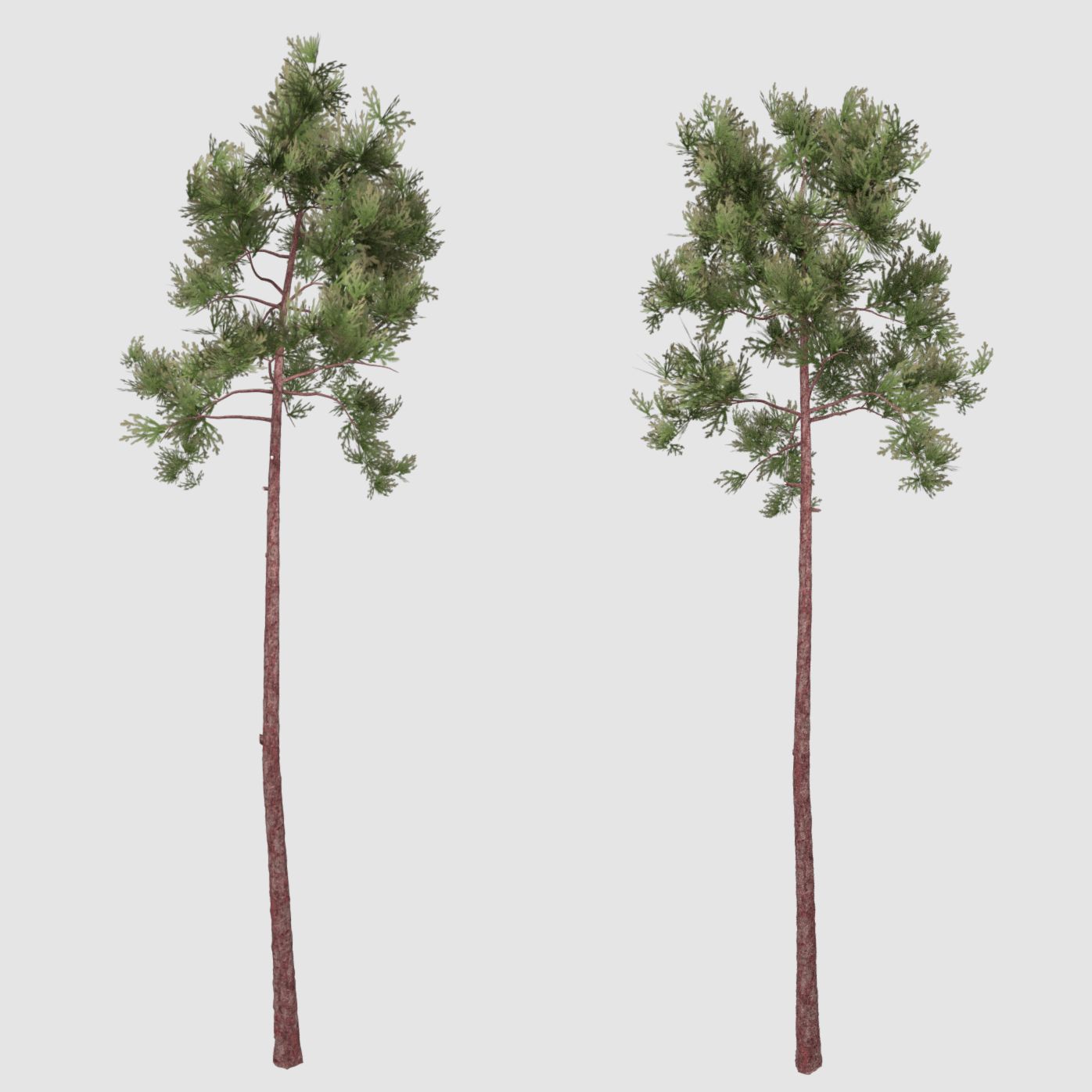 Pine tree 3d model