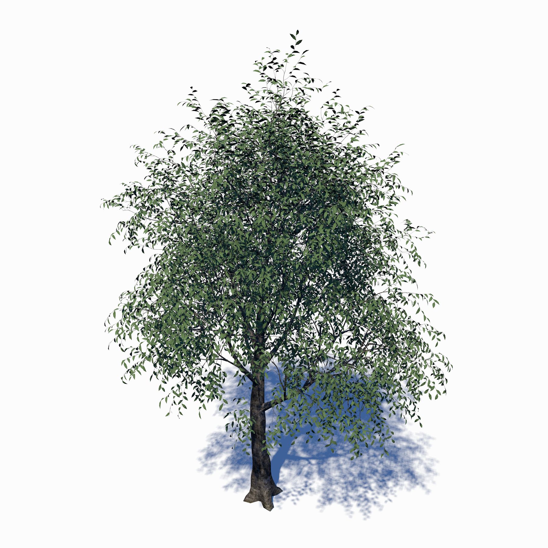 Árbol de hoja caduca modelo 3d