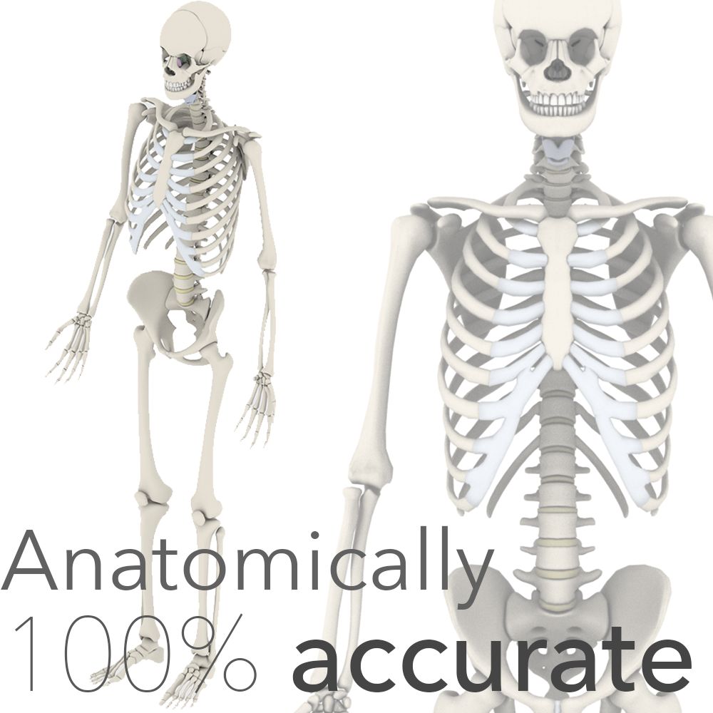 Anatomically Accurate Skeleton 3d model