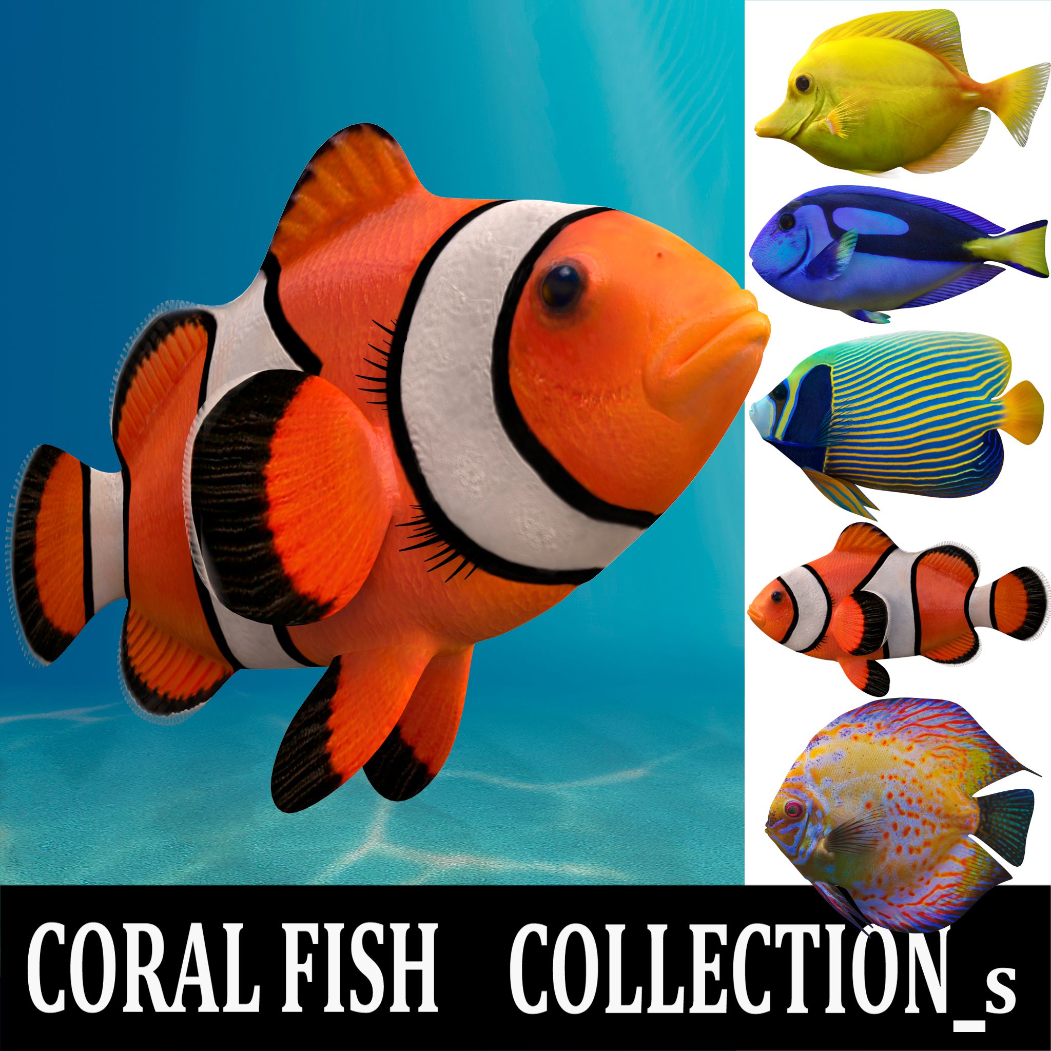 coral fish collection_s 3d model