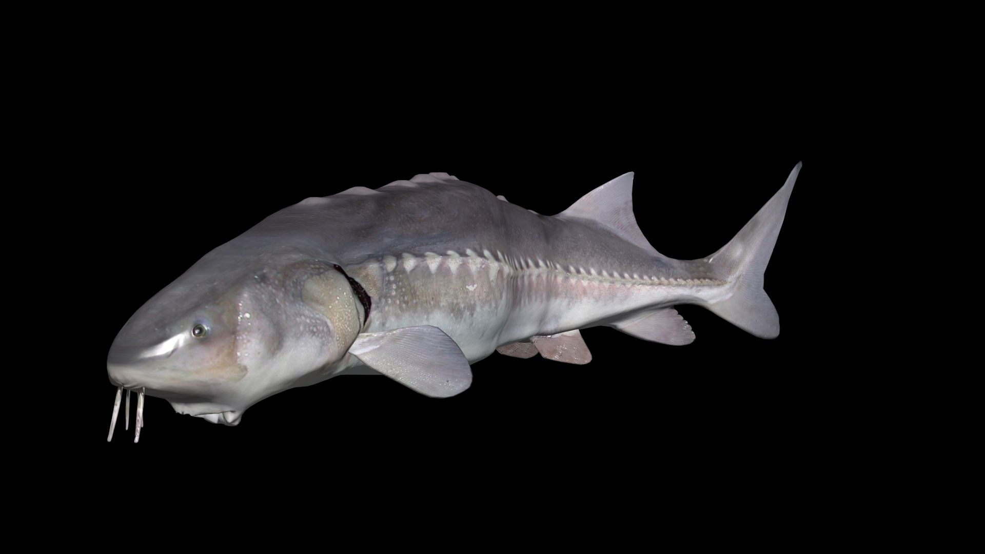 White Sturgeon animated version 3d model