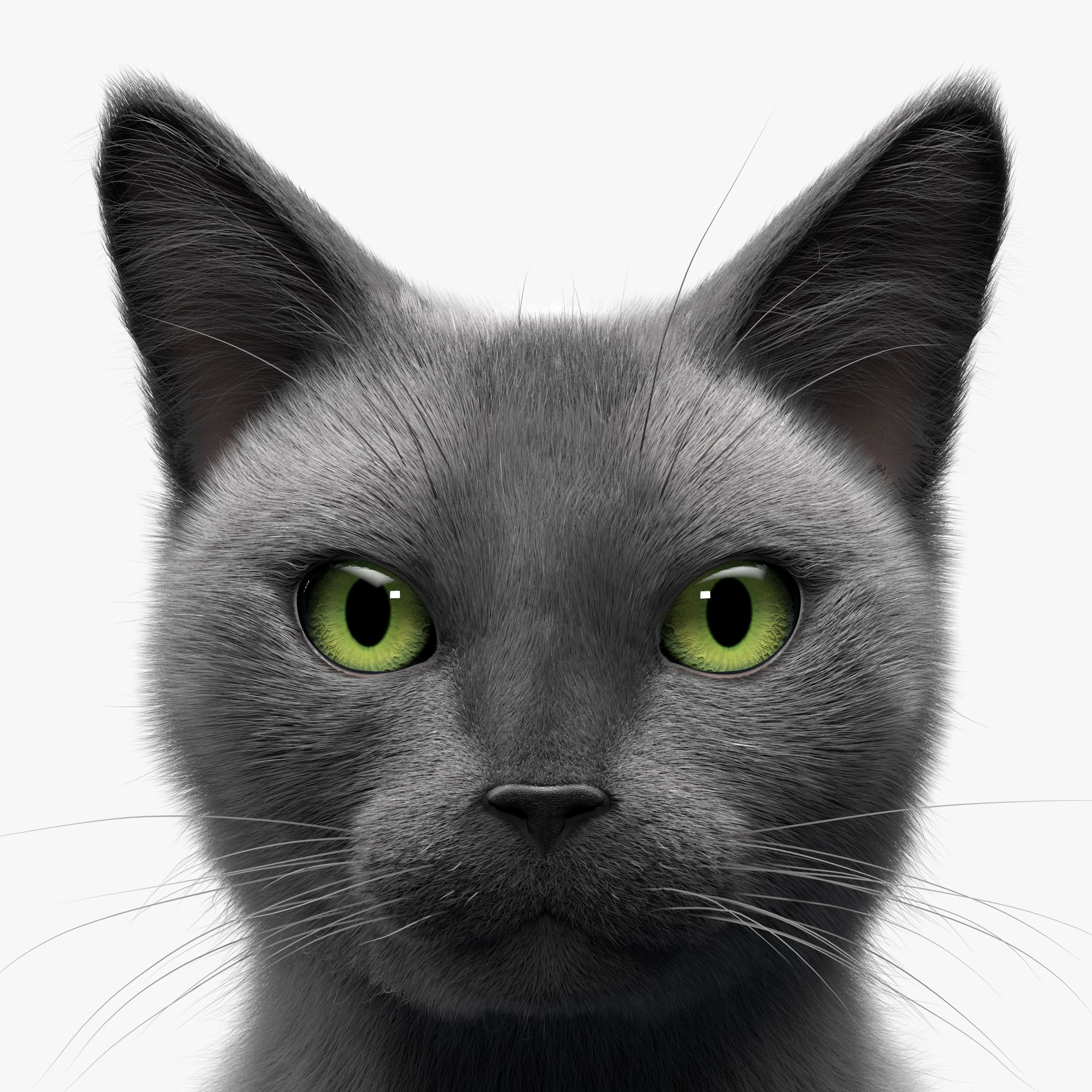 Cat Gray v1 3d model