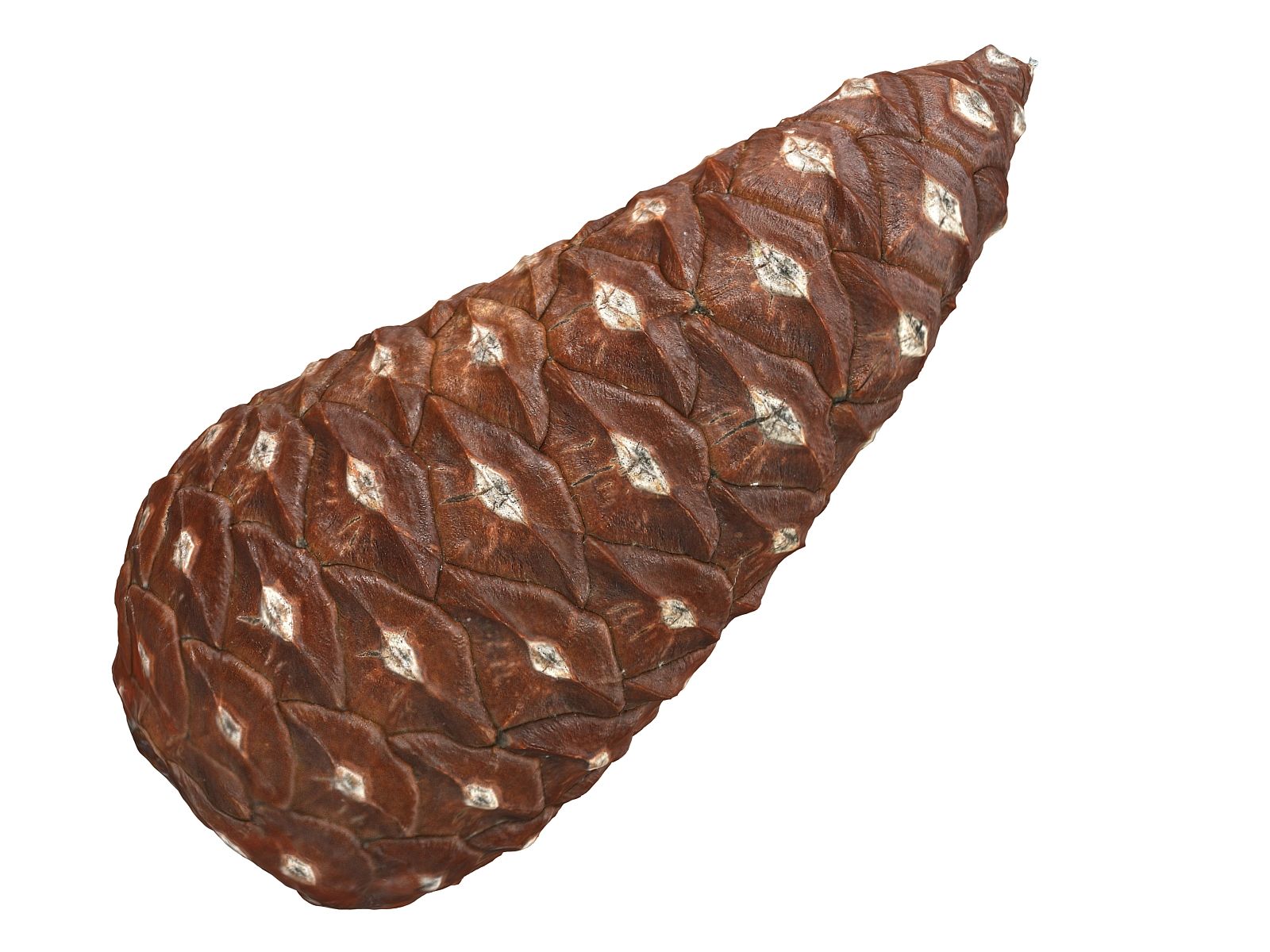 Conifer Cone Ultra HD 3d model