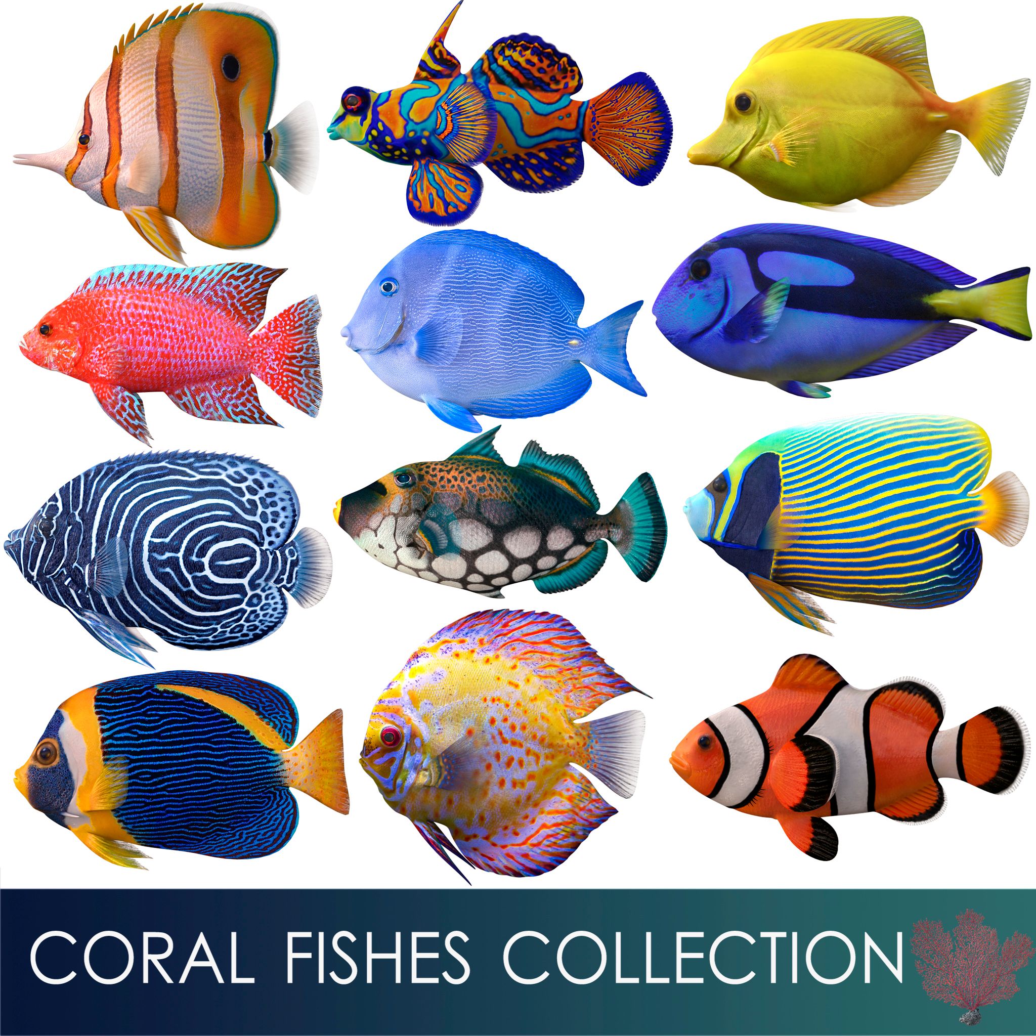 coral fishes collection 3d model