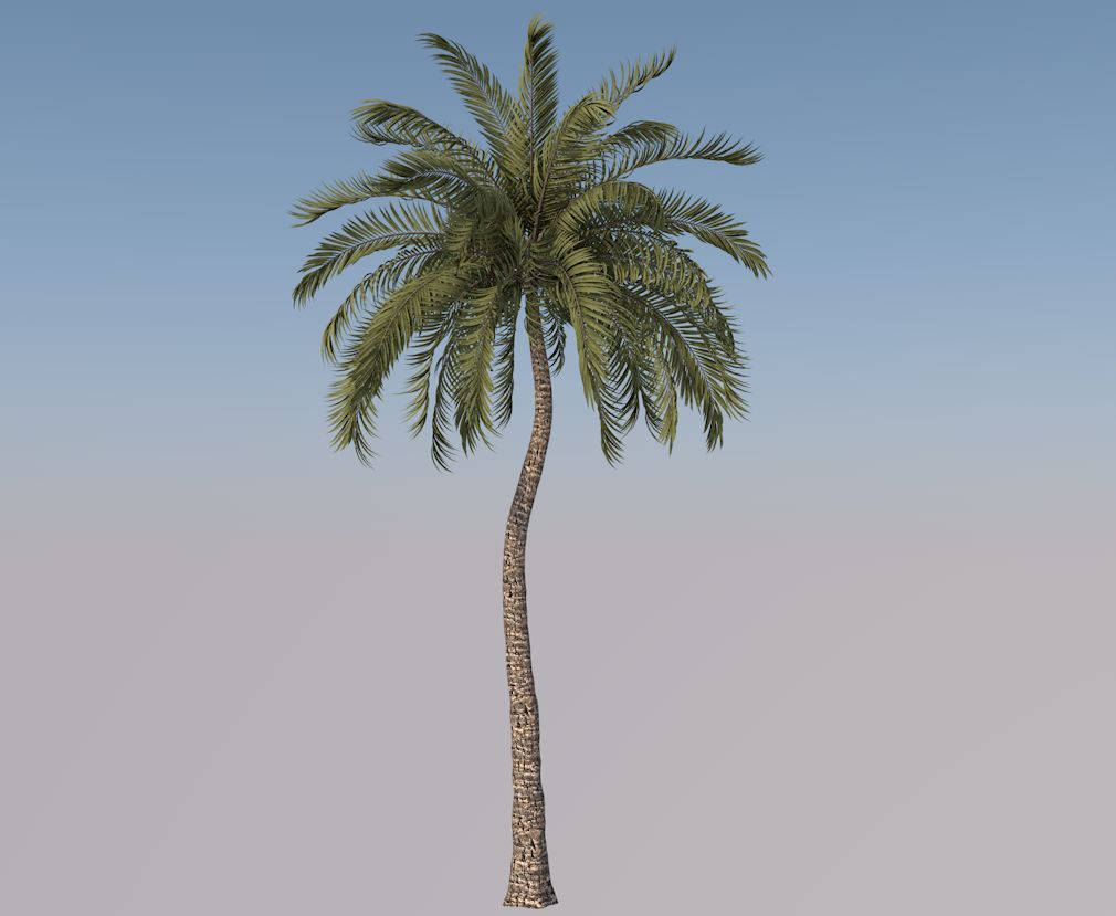 Beach Palm Tree Model 3d model