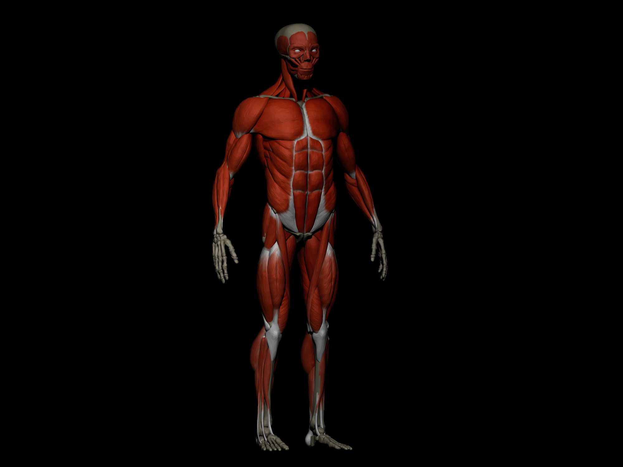 男性 Ecorche - 人体解剖学 骨骼和肌肉 3d model