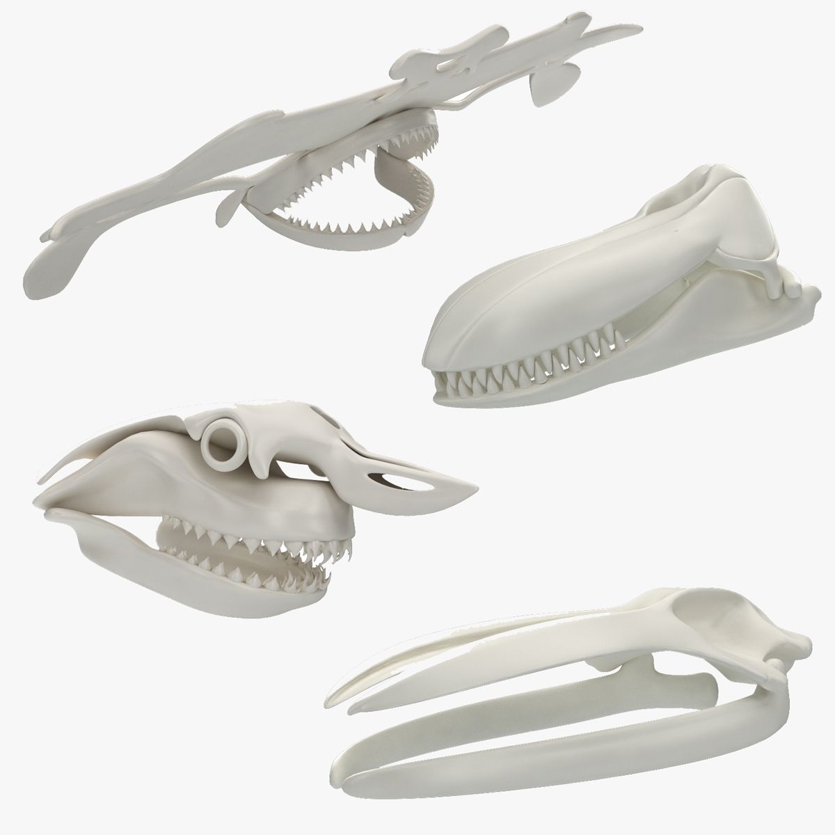 Animal Skulls 3d model