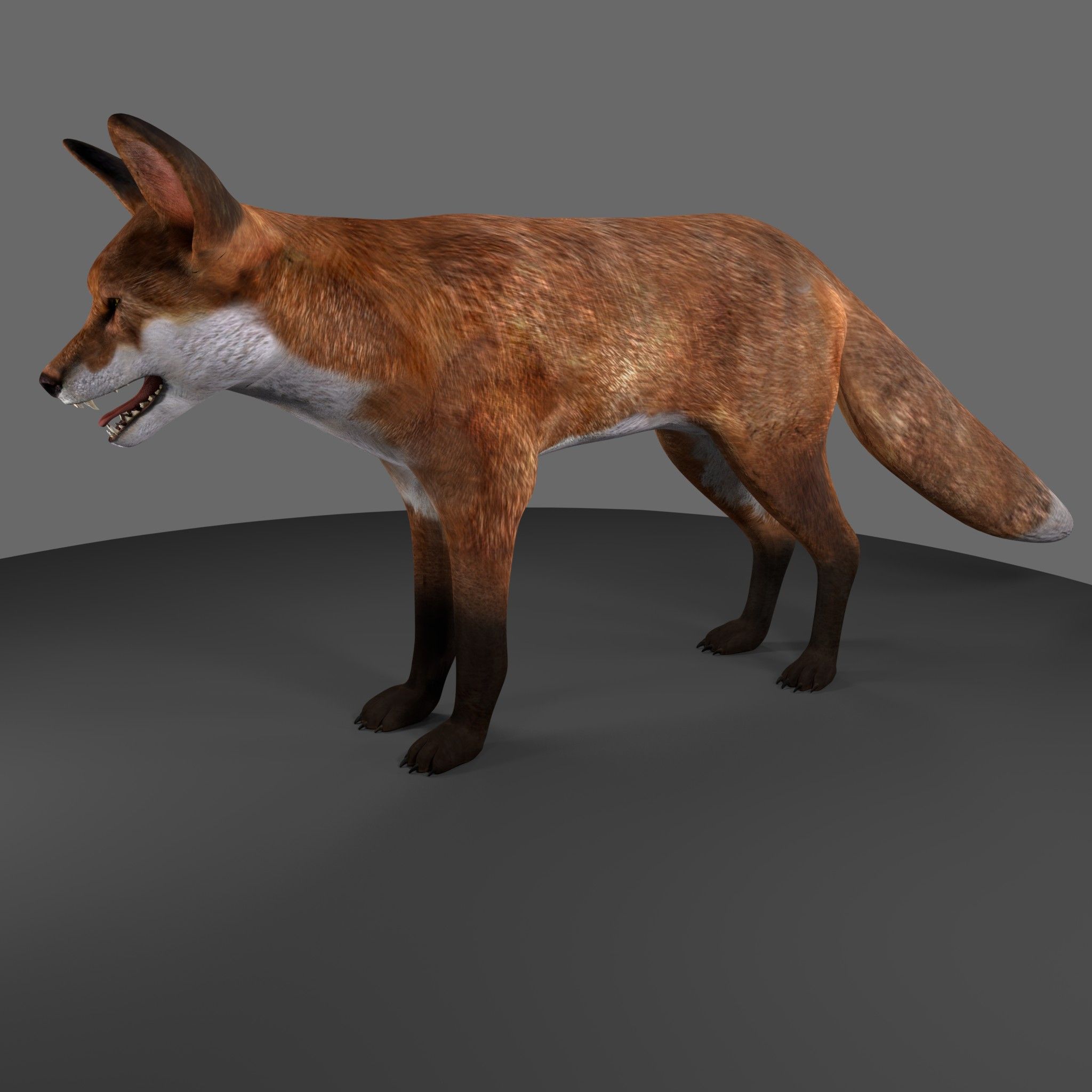 fox royalty-free 3d model - Preview no. 6