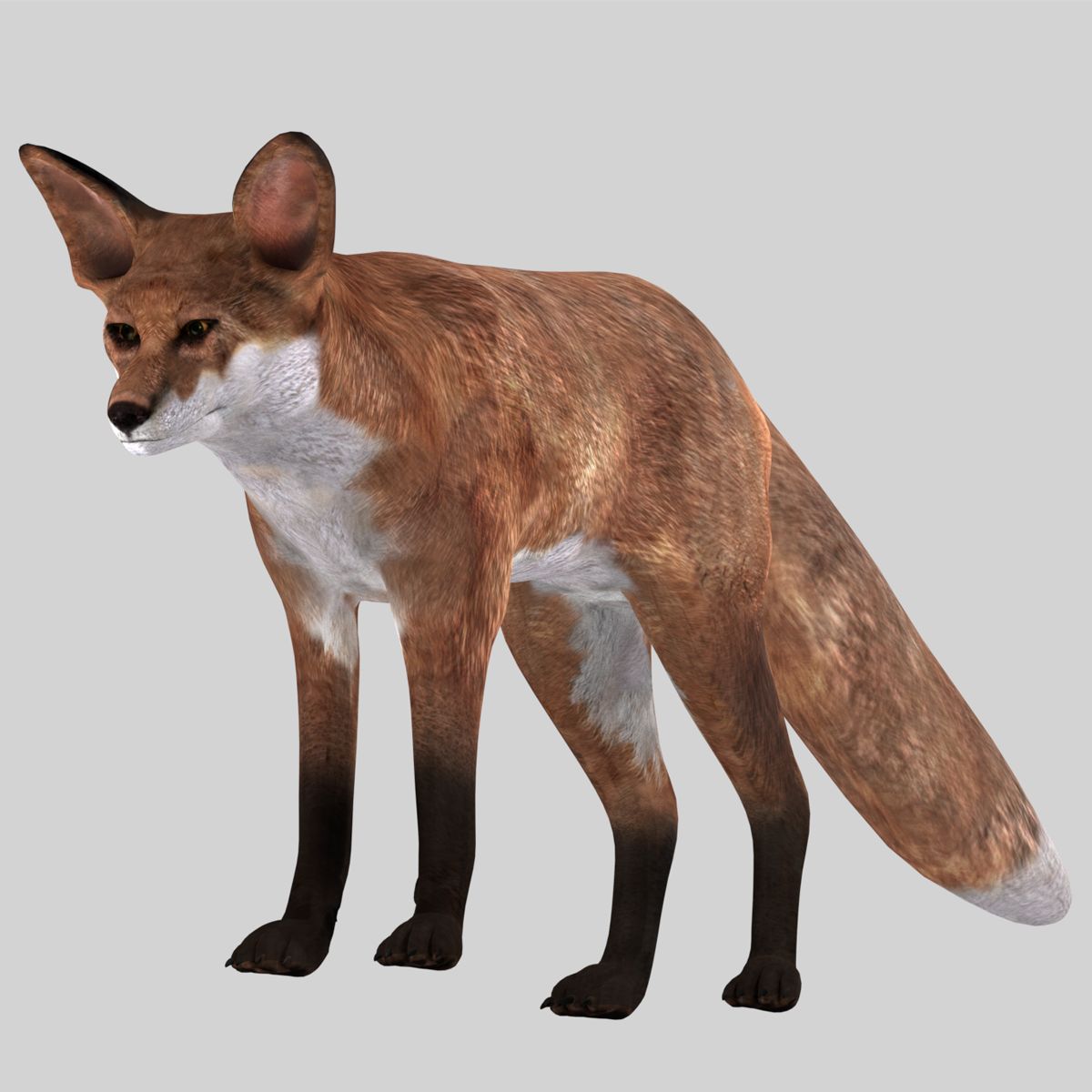 fox royalty-free 3d model - Preview no. 14