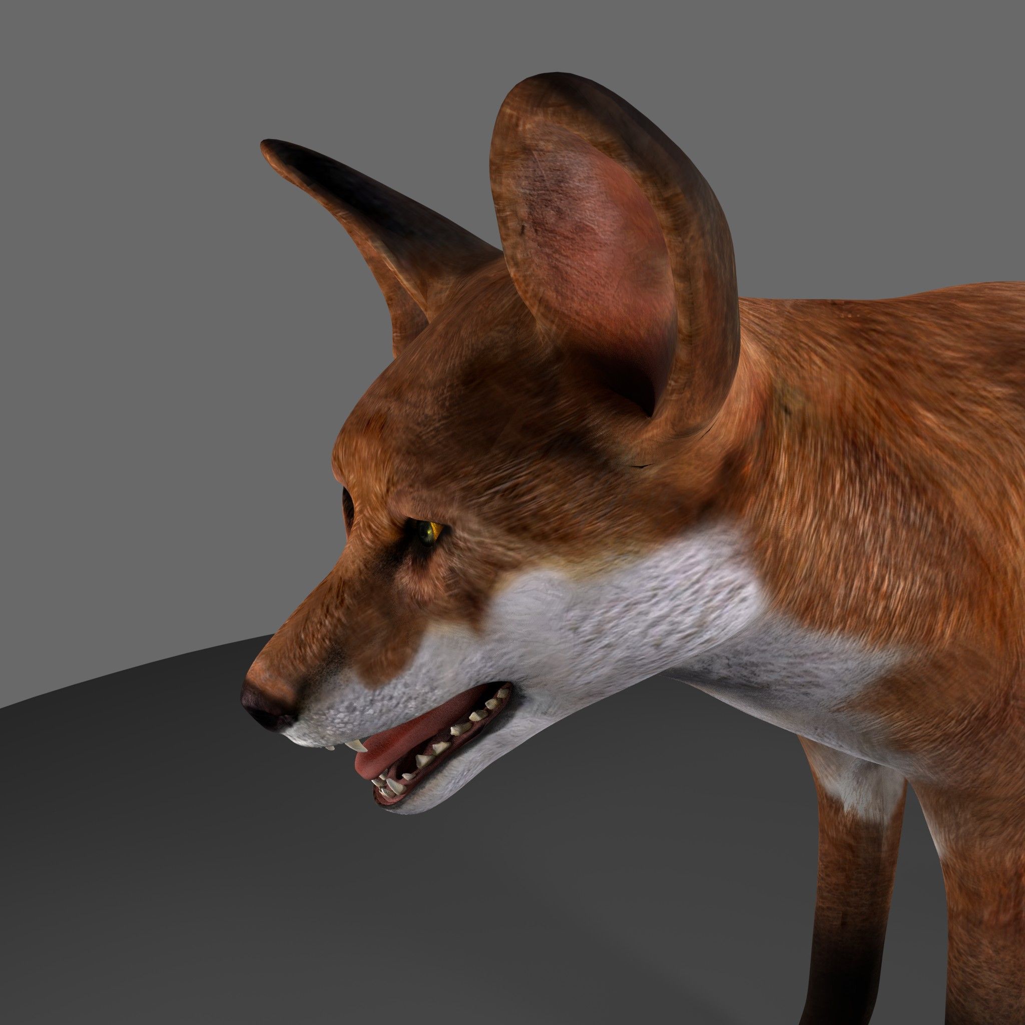 fox royalty-free 3d model - Preview no. 4