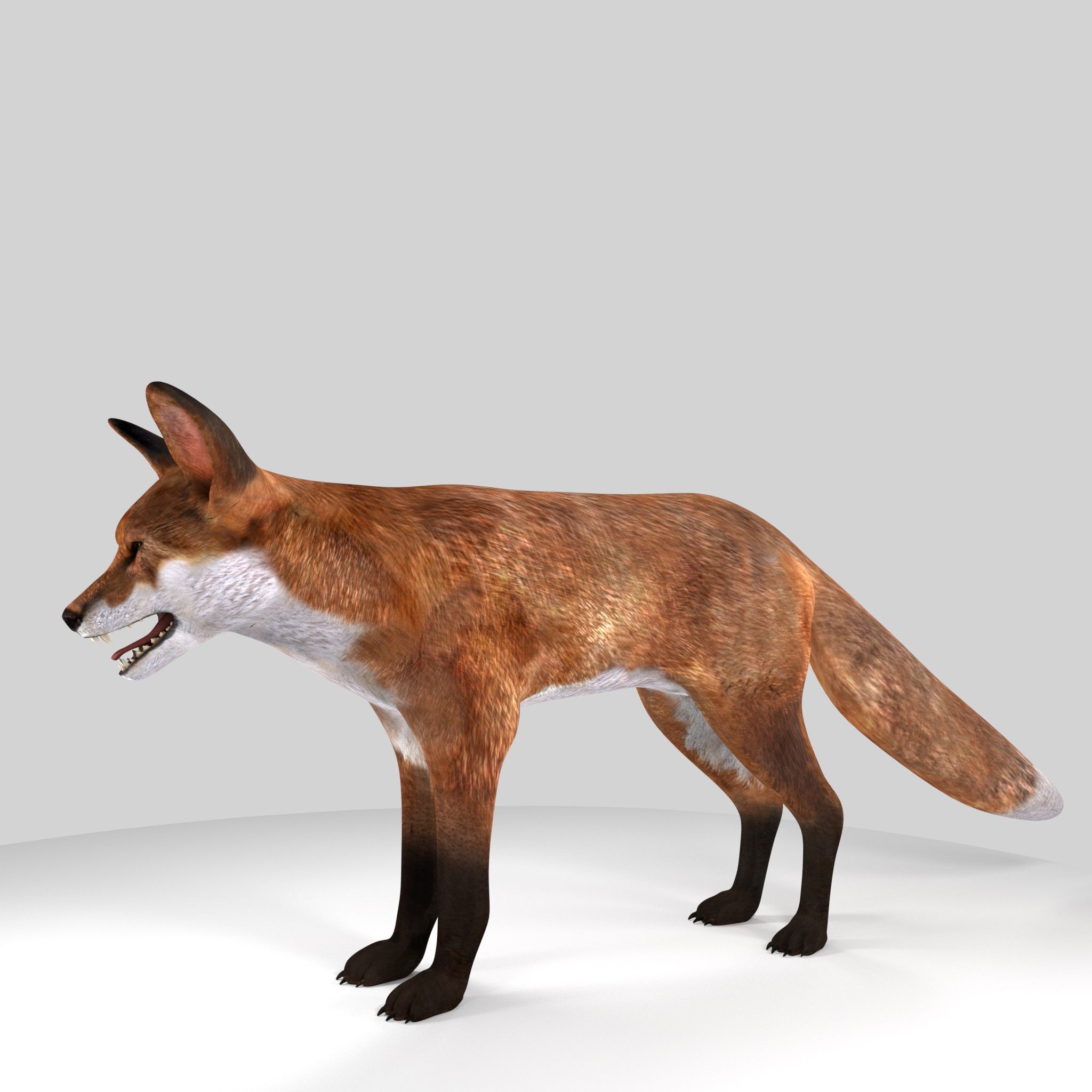 fox 3d model