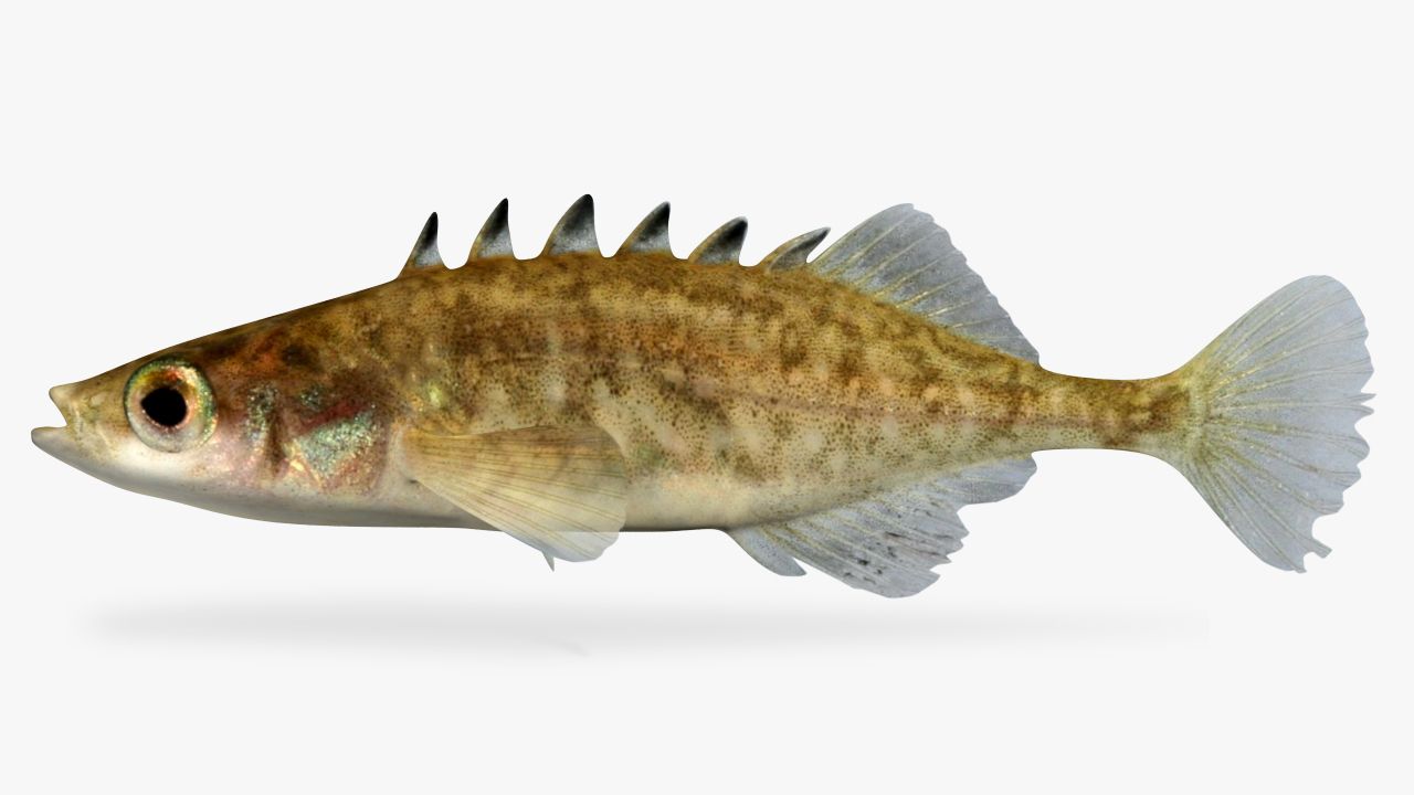 Culaea inconstans Brook Stickleback 3d model