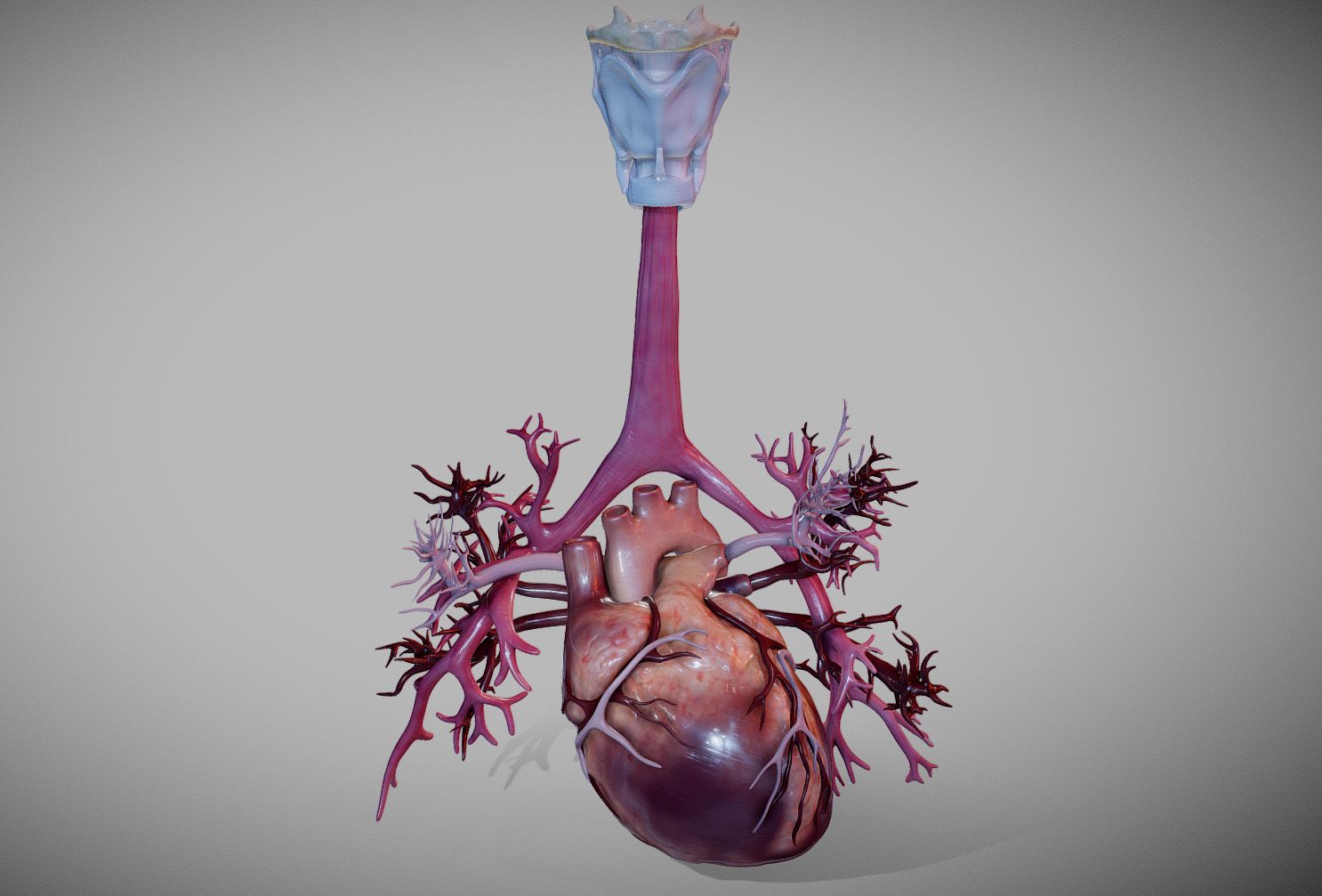 Cuore animato con vie aeree polmonari 3d model