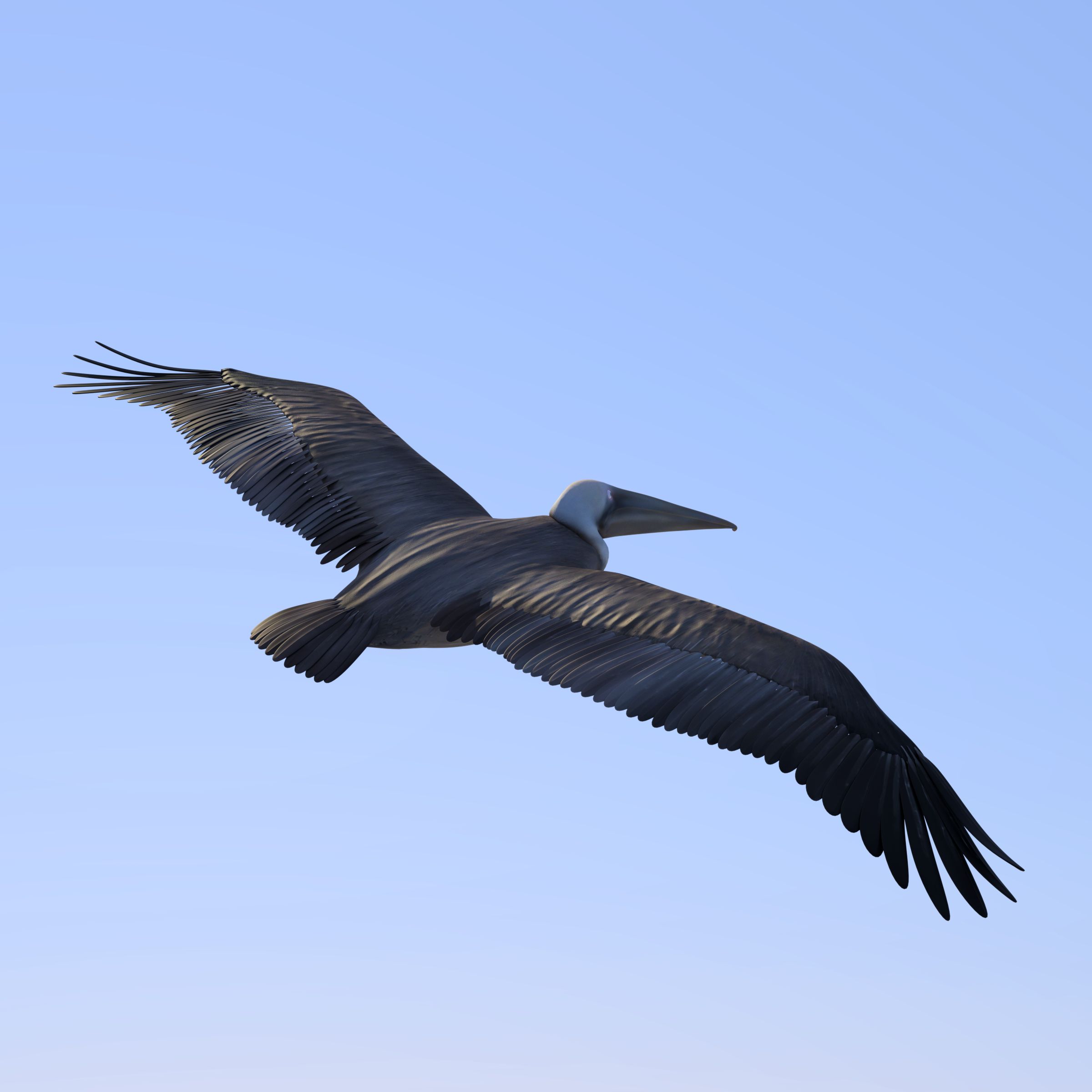 Flygande pelikan 3d model