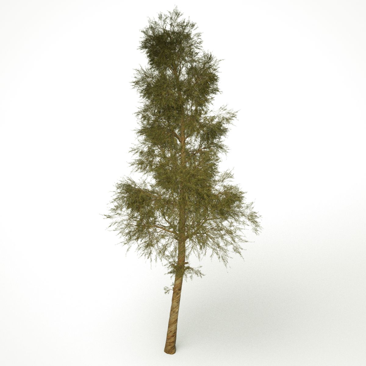 Pine Tree 3d model