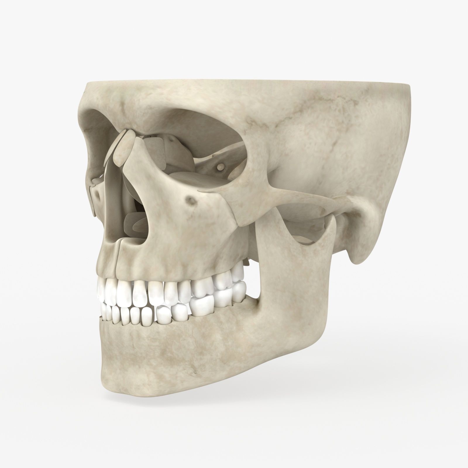 Anatomía del cráneo modelo 3d