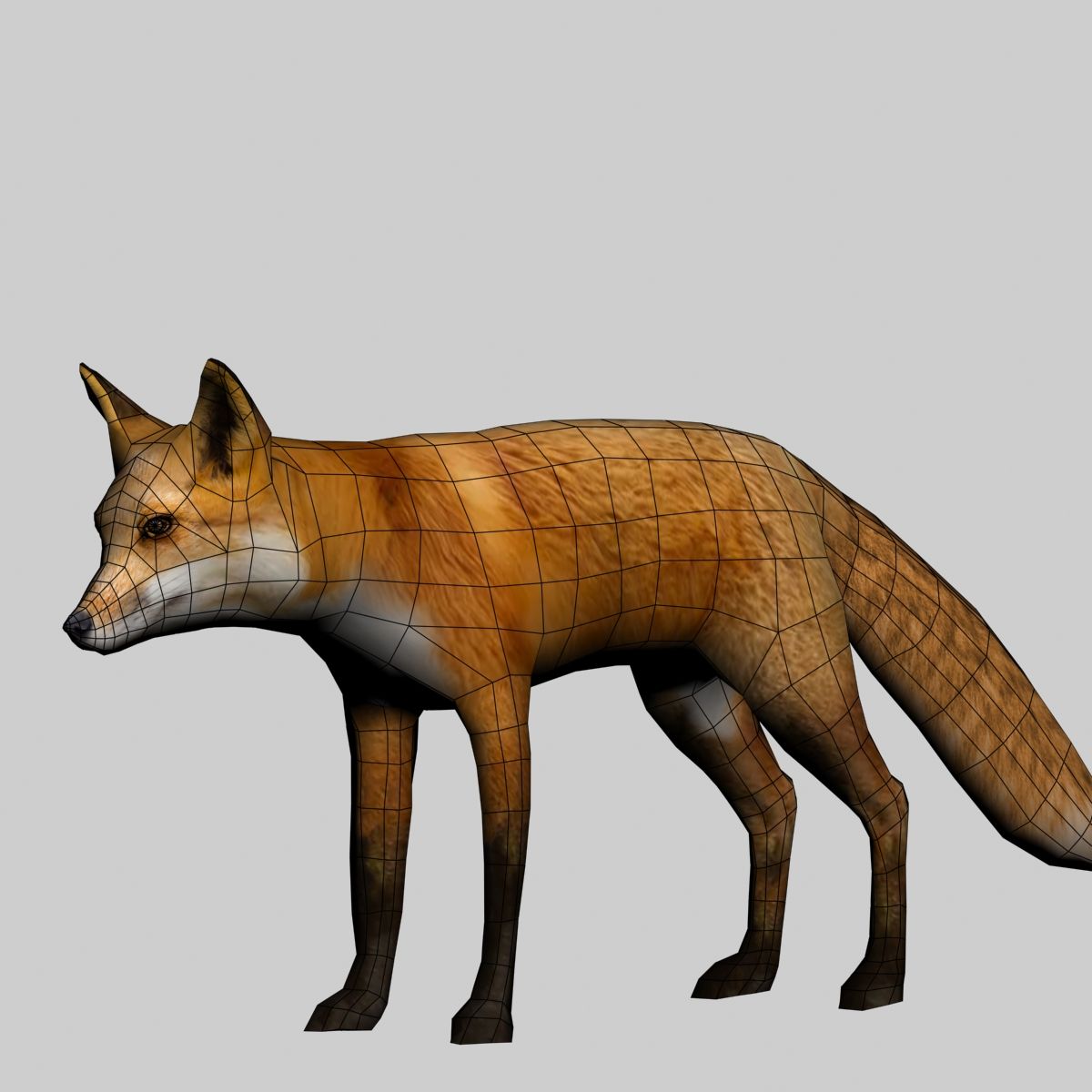 Fox royalty-free 3d model - Preview no. 11