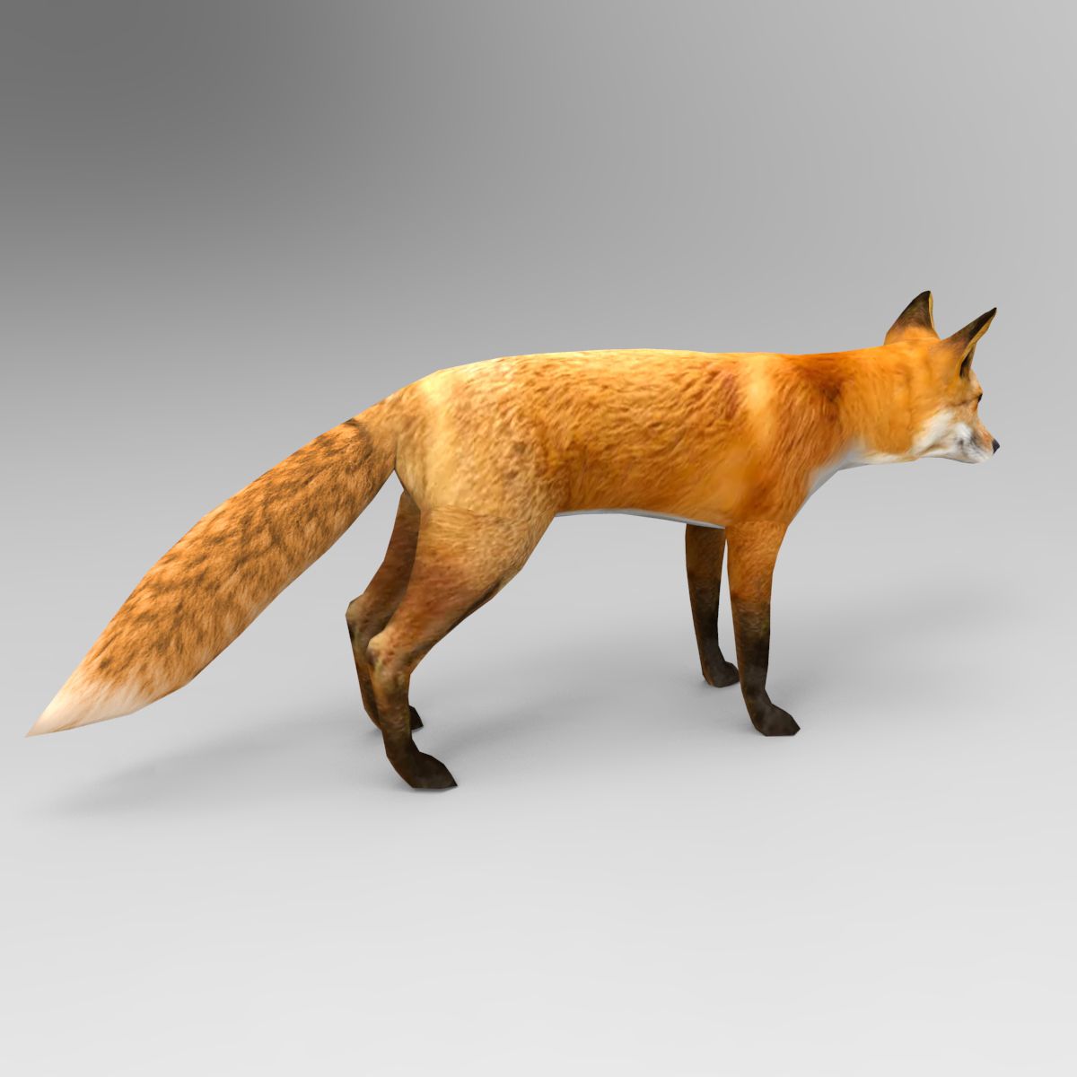 Fox royalty-free 3d model - Preview no. 3