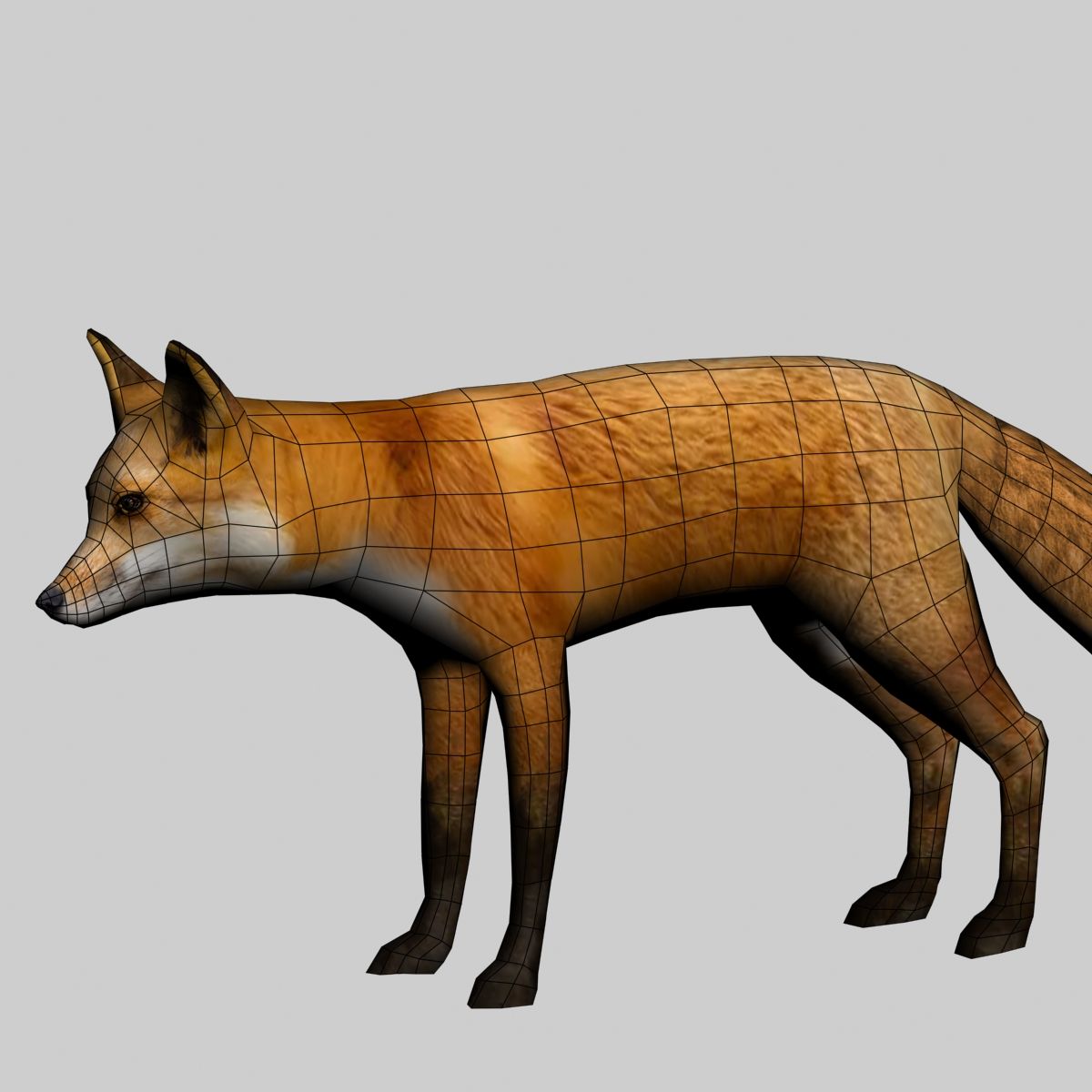 Fox royalty-free 3d model - Preview no. 7