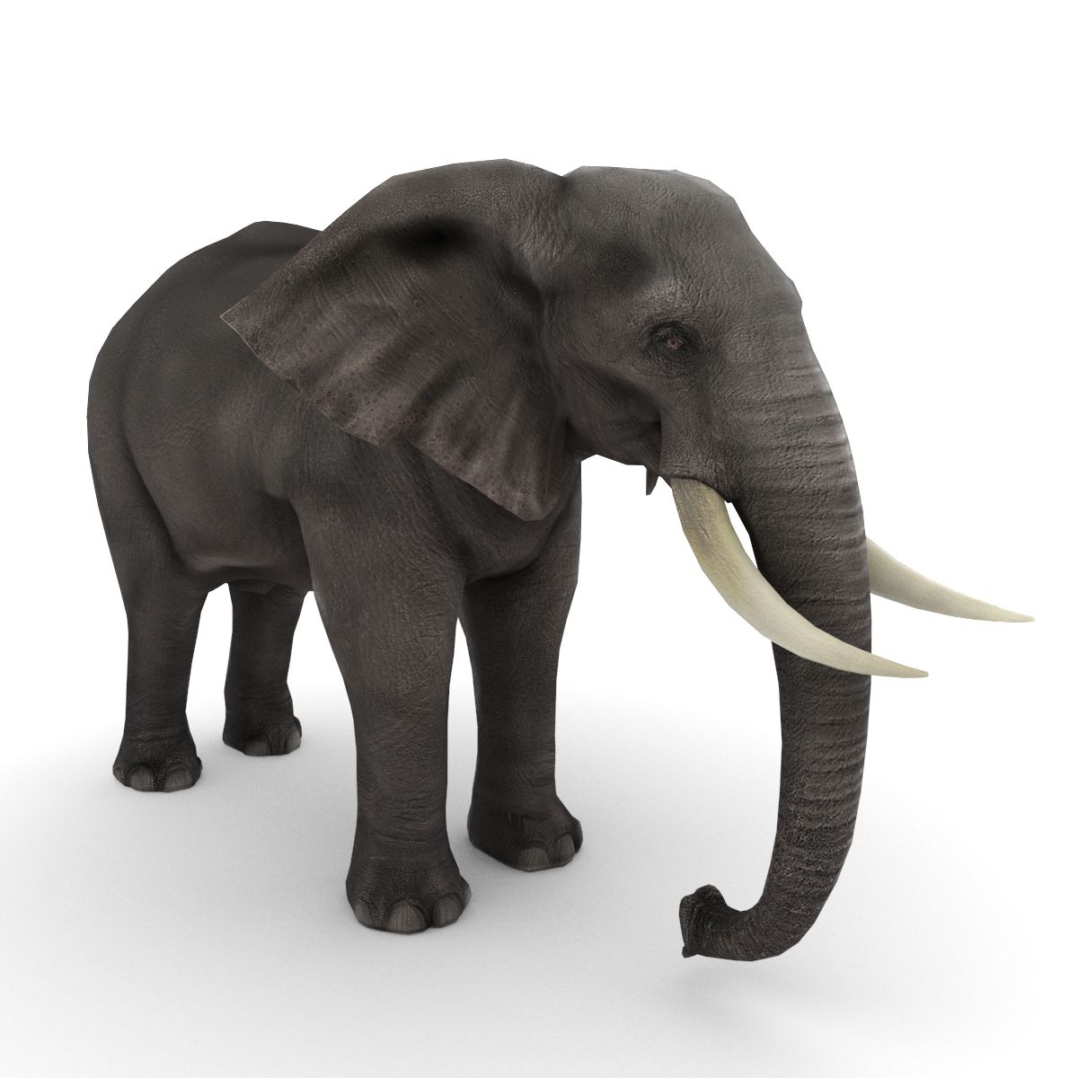 Elefante africano - 2 3d model