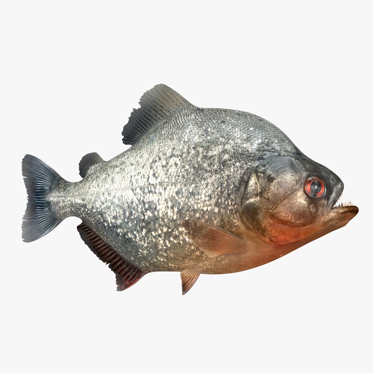 Piraña modelo 3d