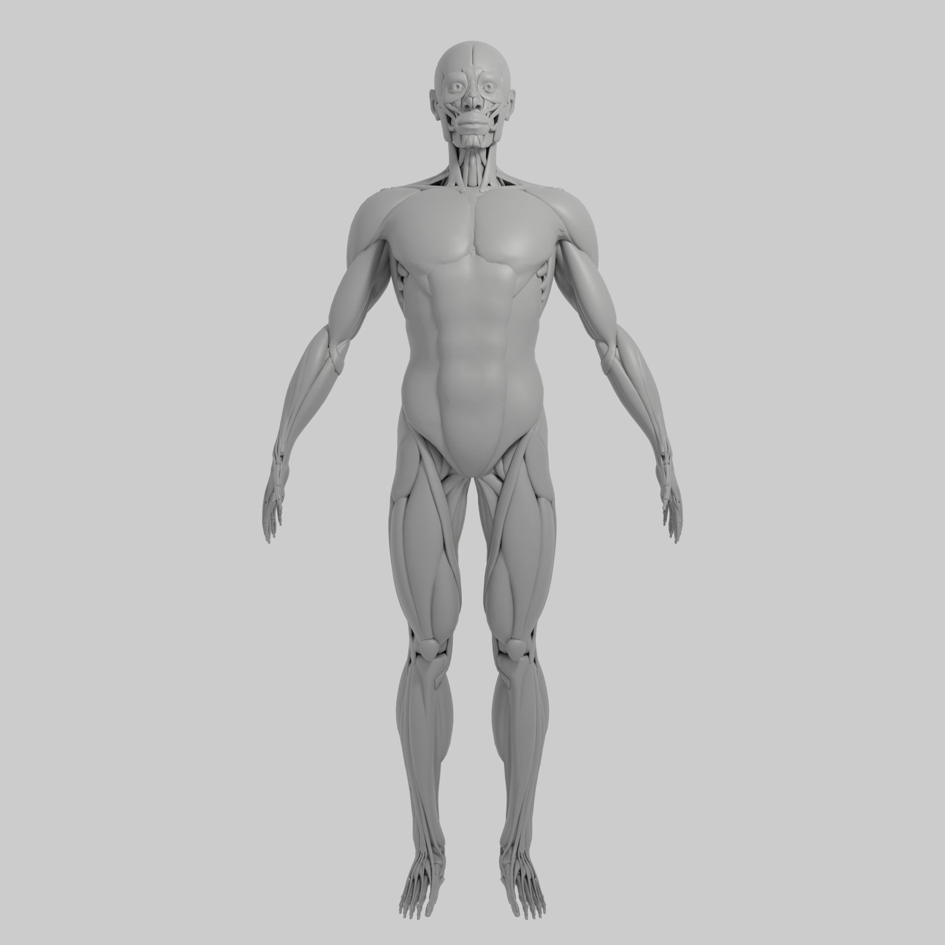 解剖学3 d moedl 3d model