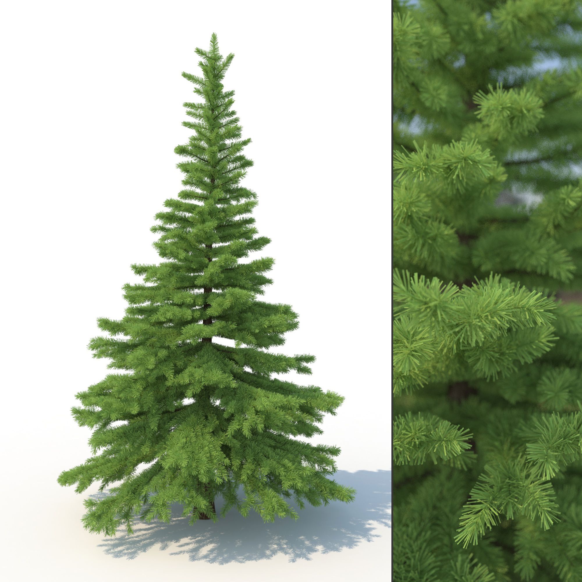 Spruce Tree No 1 3d model