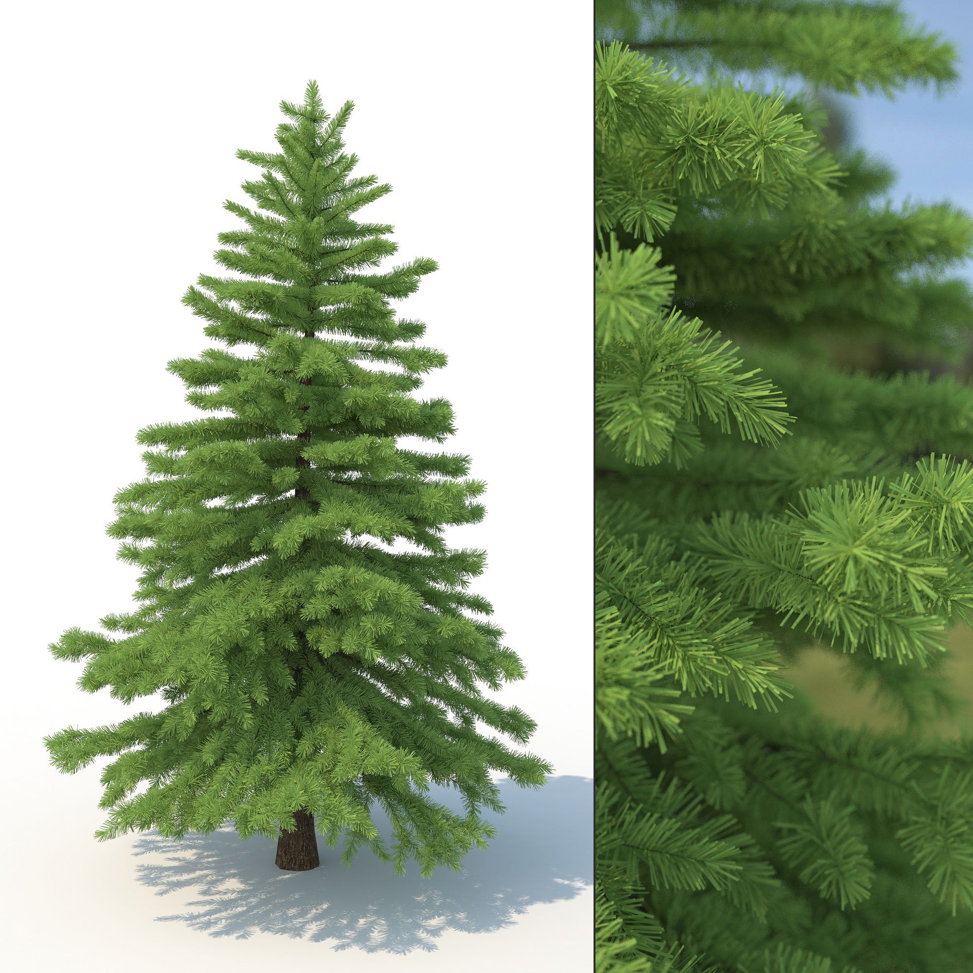 Spruce Tree No 2 3d model