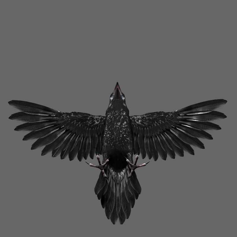 3D Raven Model 3d model