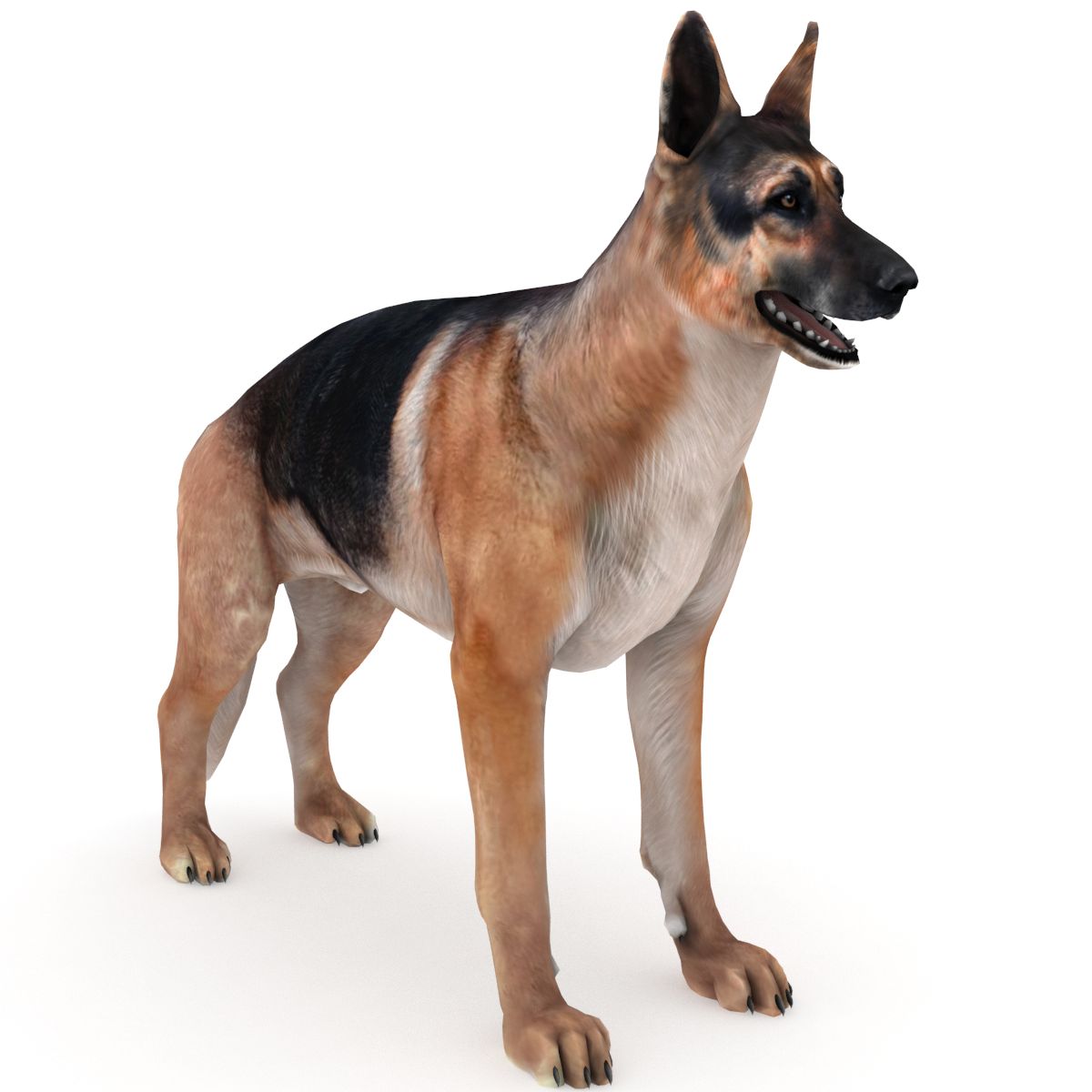 German Shepherd 3d model