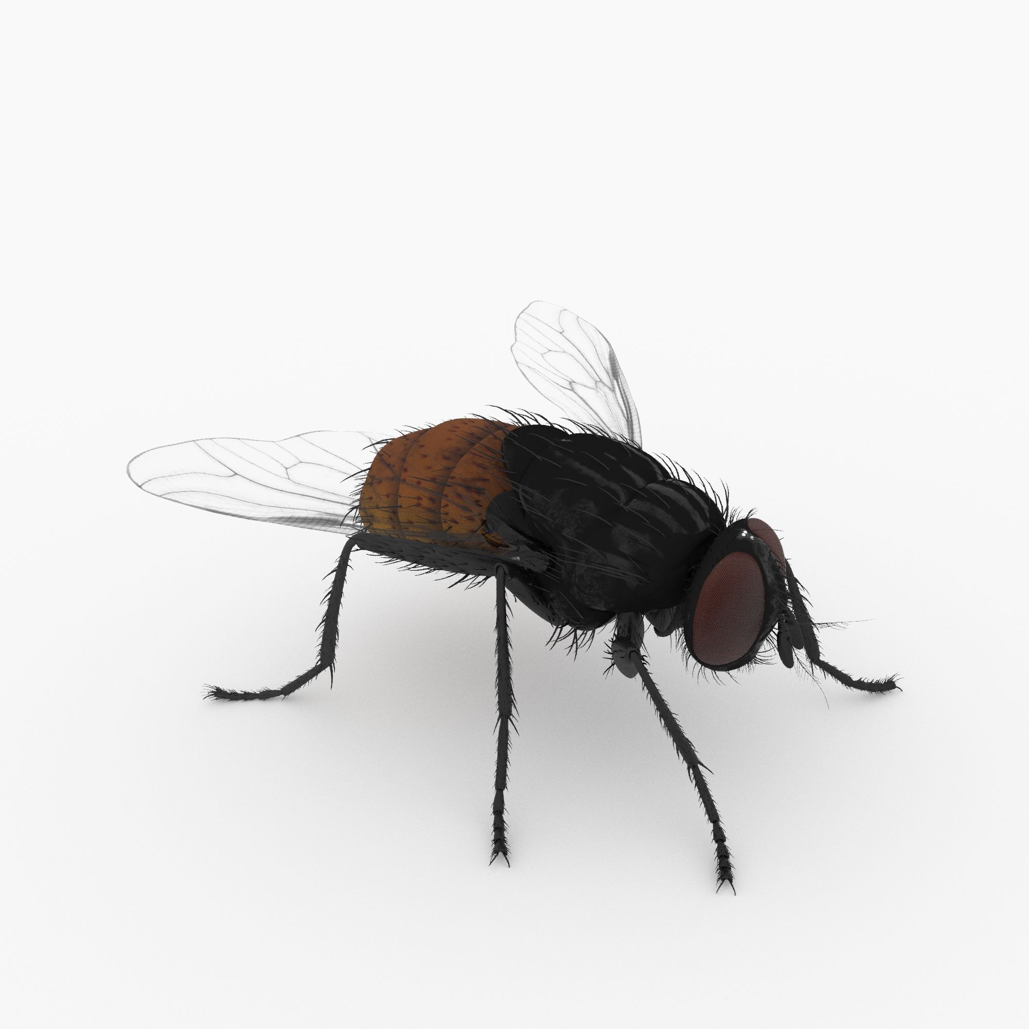 flyga 3d model