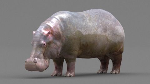 Hippopotamus 3d model