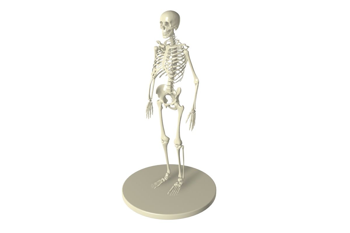 skeletON 3d model