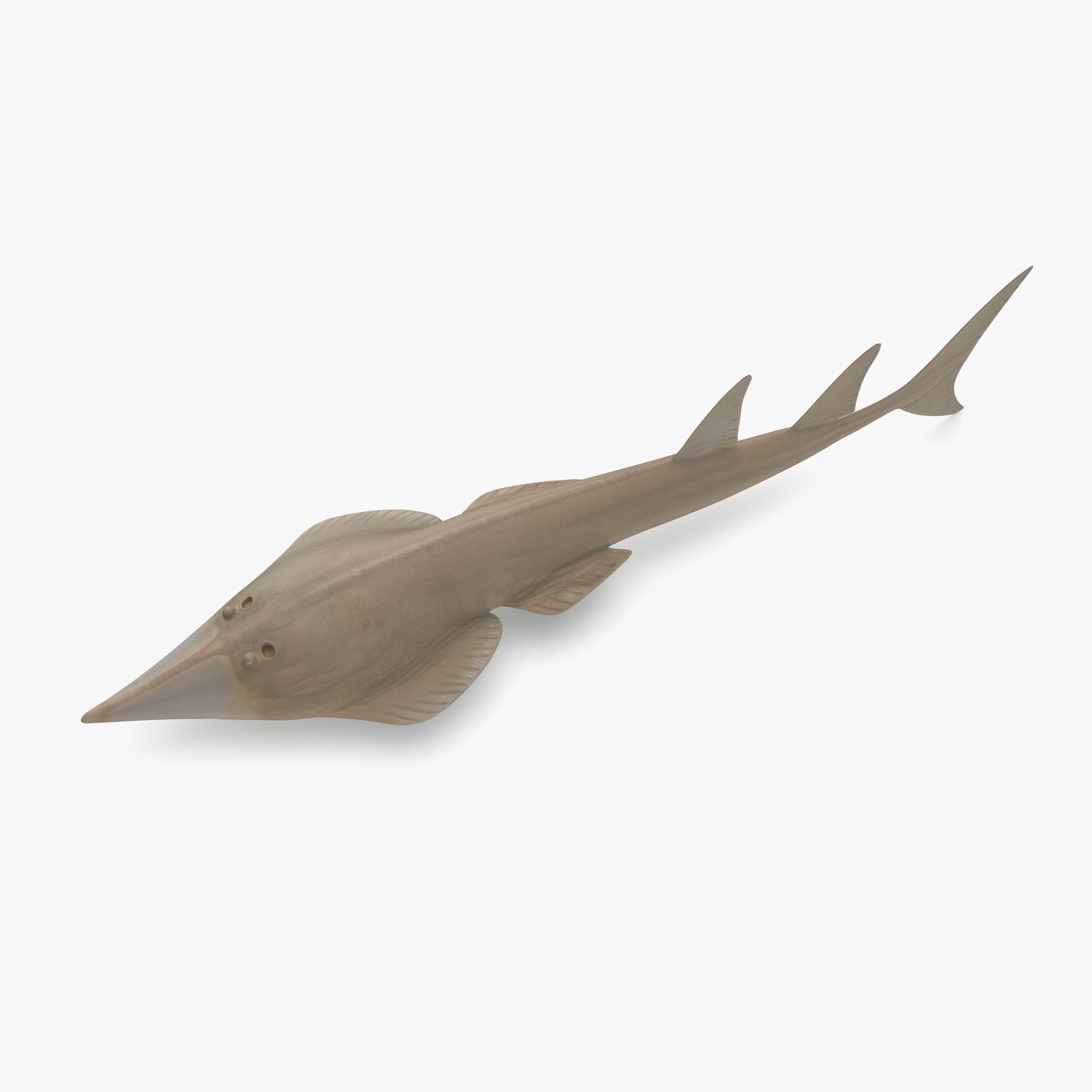 Raggio di shovelnose gigante 3d model