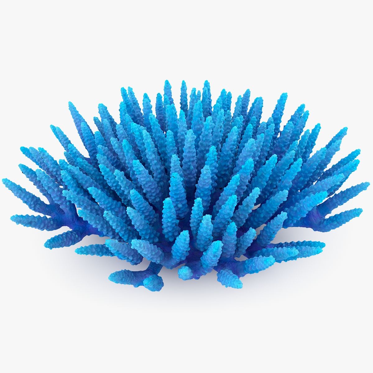 Acropora L Coral 3d model