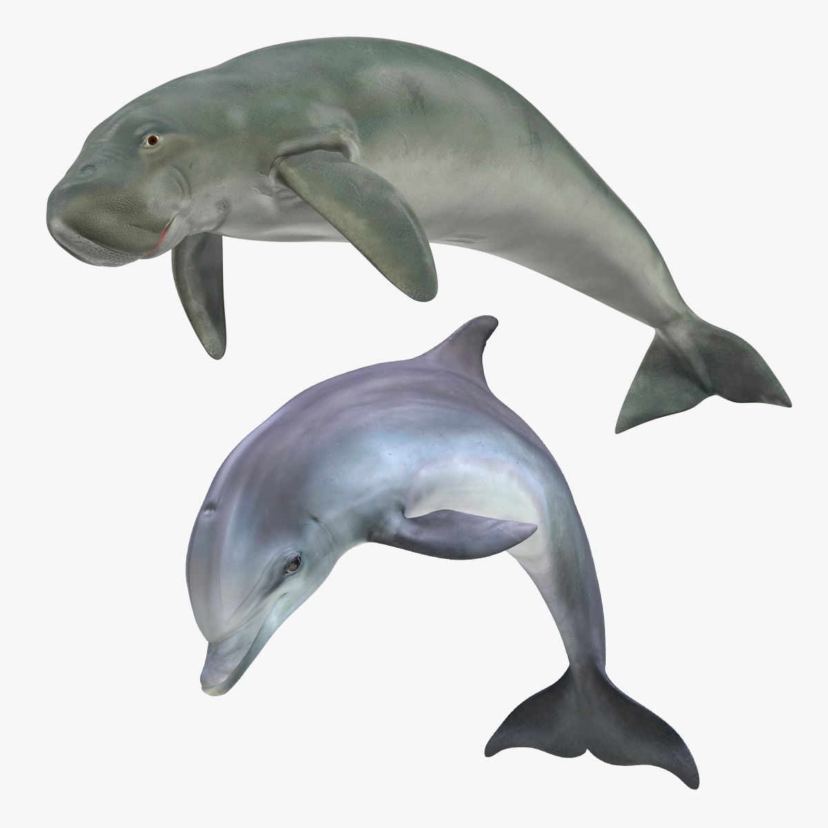 Marine Mammals Collection 3d model